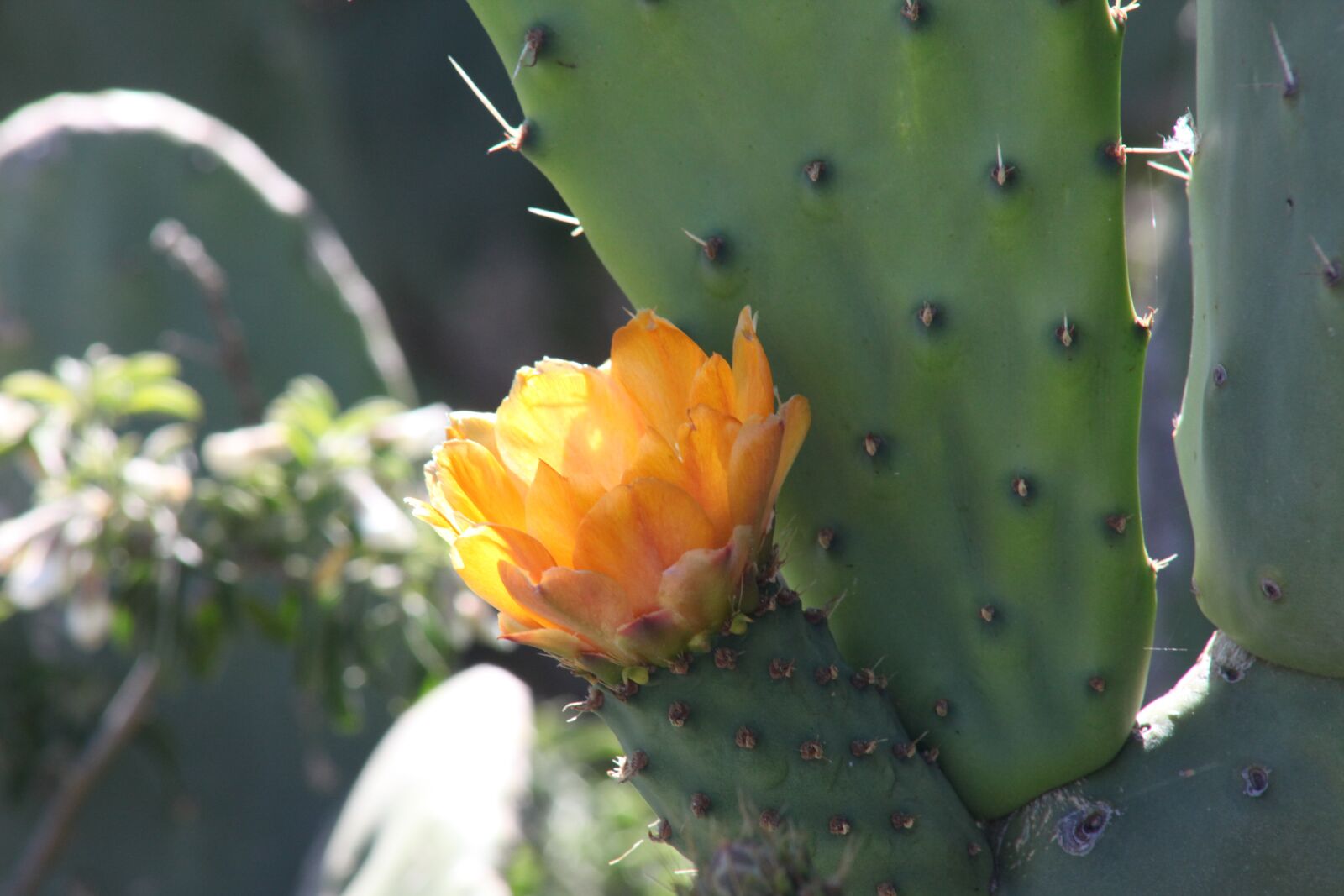 Canon EOS 5D Mark II sample photo. Canary islands, iron, nature photography