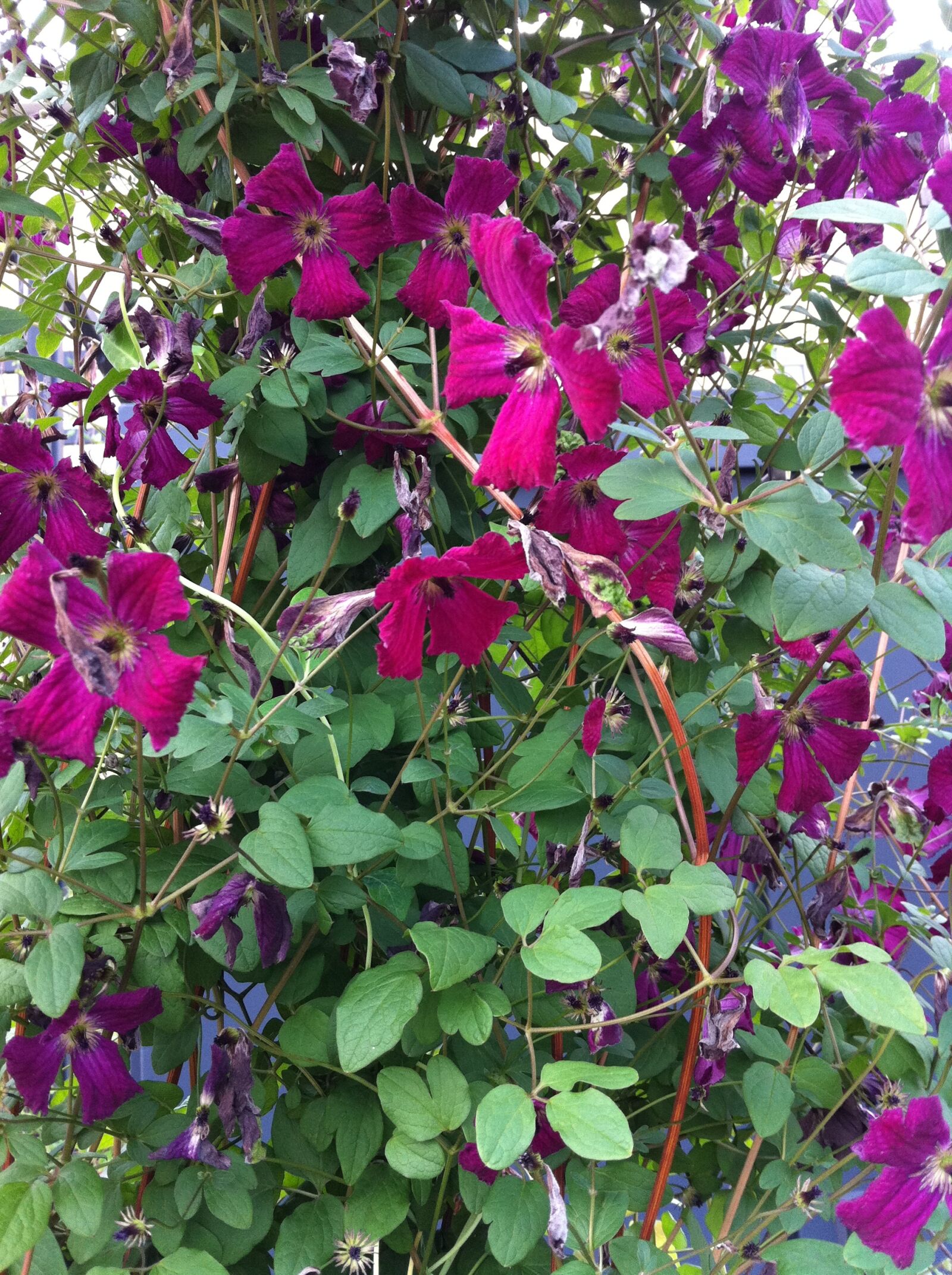 Apple iPhone 4 sample photo