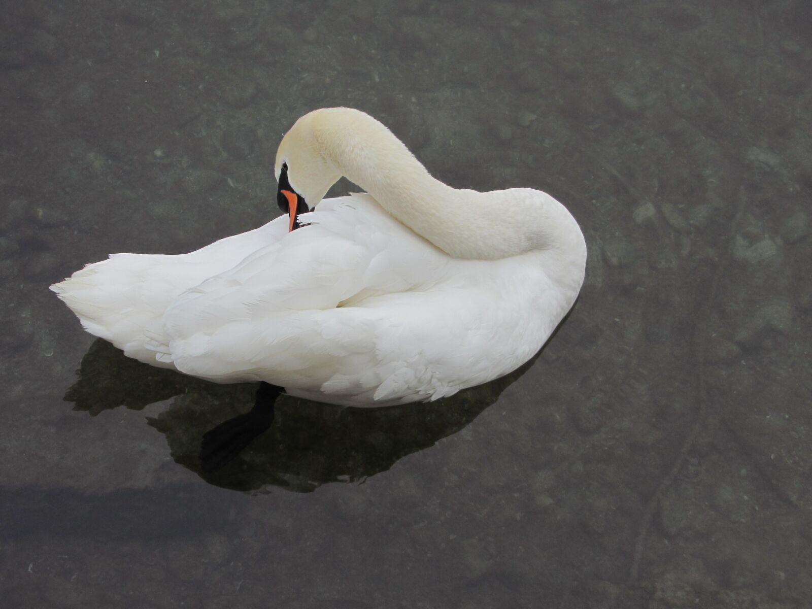 Canon PowerShot SX220 HS sample photo. Swan, clean up, river photography