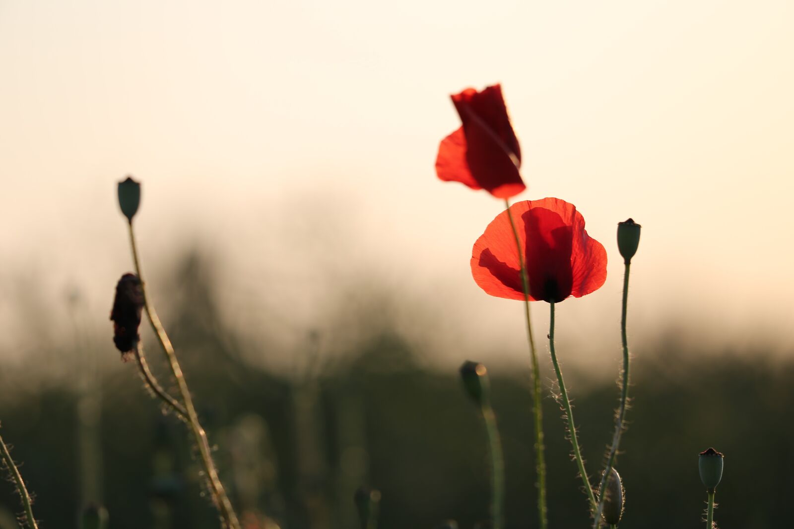 Canon EF 70-300 F4-5.6 IS II USM sample photo. Red poppys, blooming, evening photography