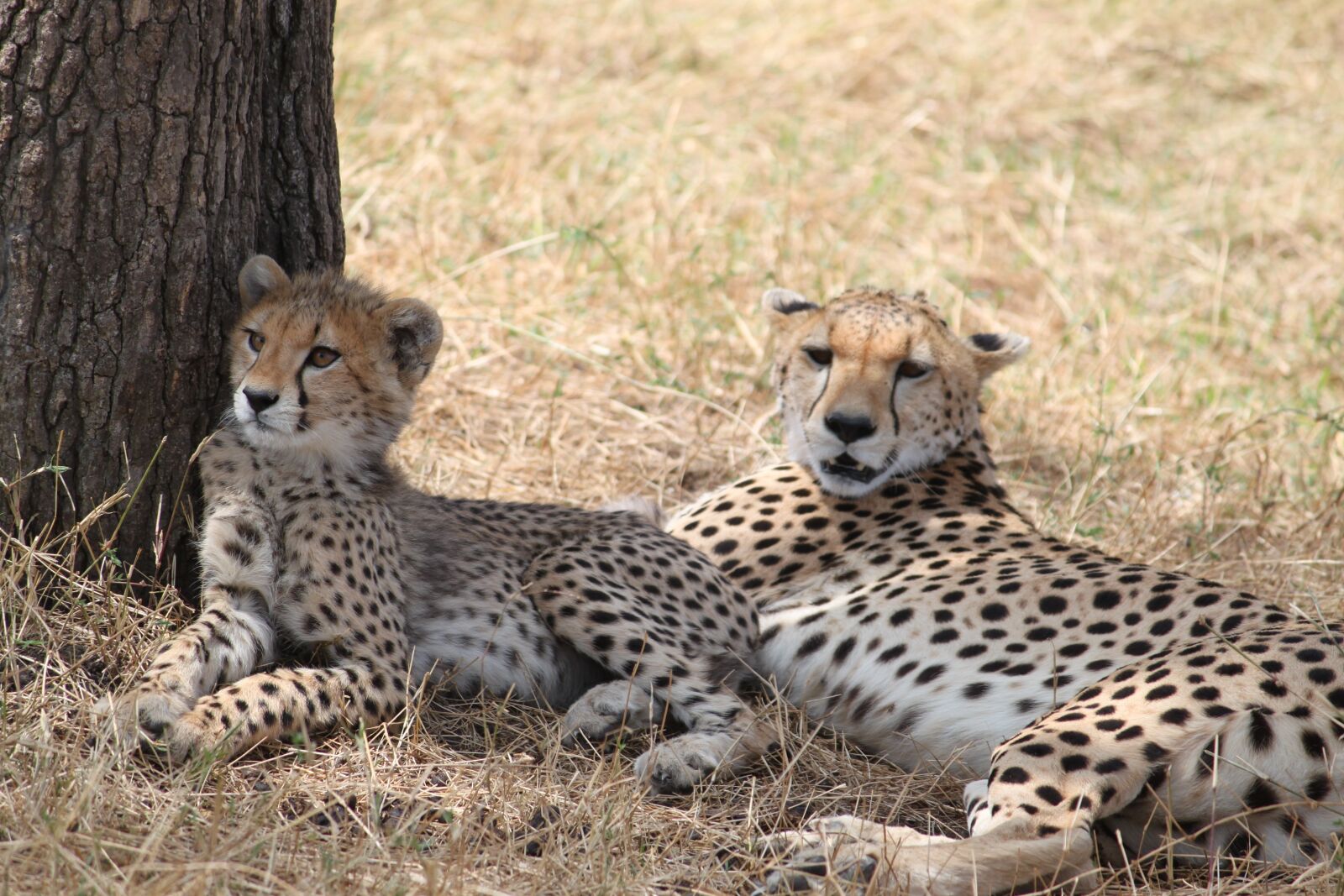 Canon EOS 500D (EOS Rebel T1i / EOS Kiss X3) sample photo. Cheetah, africa, safari photography