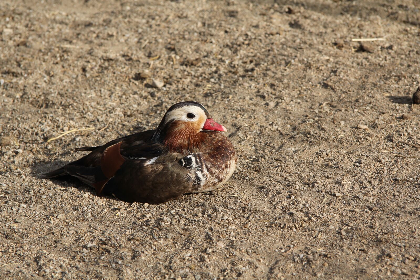 Canon EF-S 17-85mm F4-5.6 IS USM sample photo. Duck, poultry, animal photography
