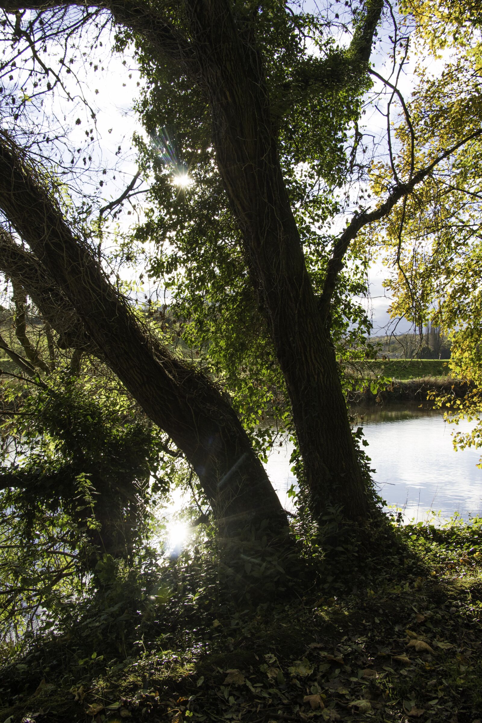 Canon EOS 70D sample photo. Landscape, river, forest photography