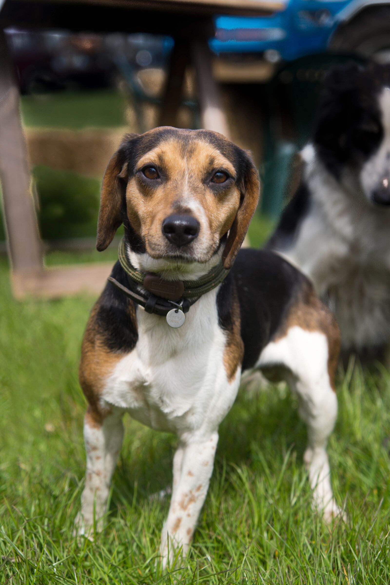 Sony SLT-A77 + Sony DT 16-50mm F2.8 SSM sample photo. Beagle, dog, animal photography