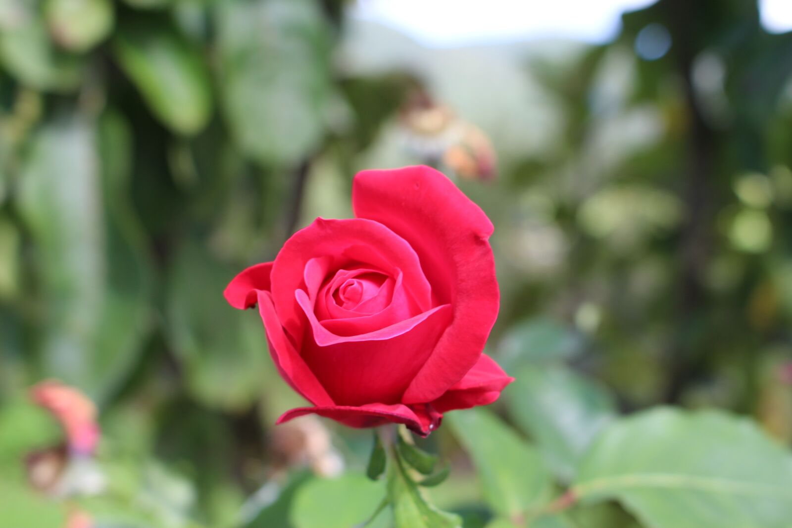 Canon EOS 700D (EOS Rebel T5i / EOS Kiss X7i) sample photo. Flower, plant, nature photography