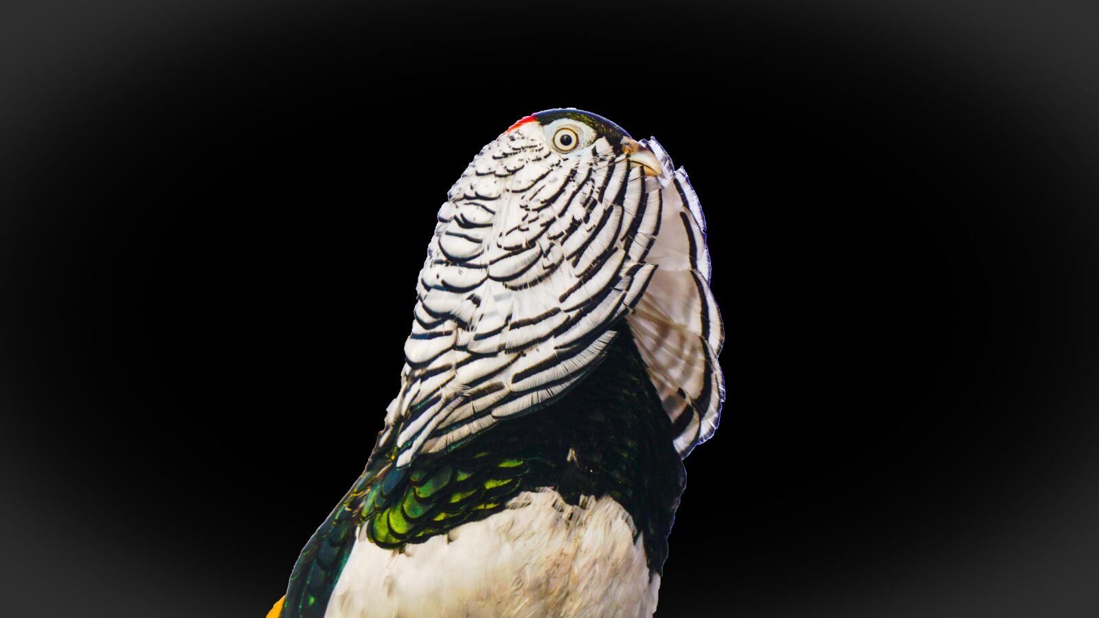 Sony E 16-50mm F3.5-5.6 PZ OSS sample photo. Bird, nature, feather photography