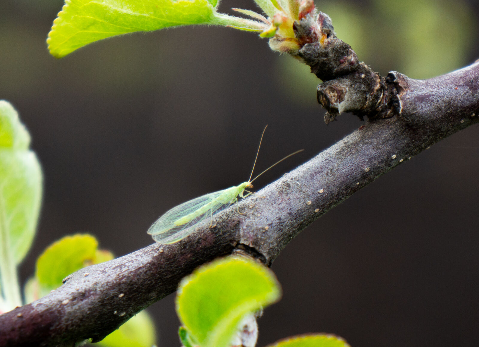 Sony Alpha NEX-5N sample photo. Green lacewing photography