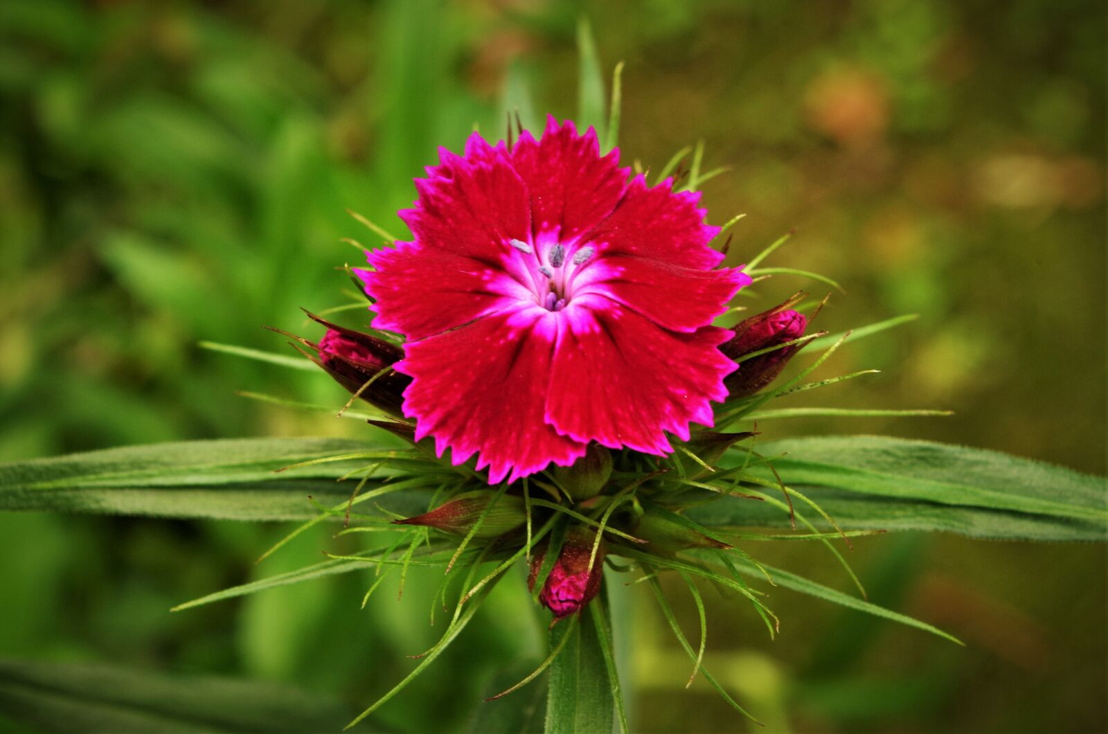 Pentax K-50 sample photo. Flower, carnation photography