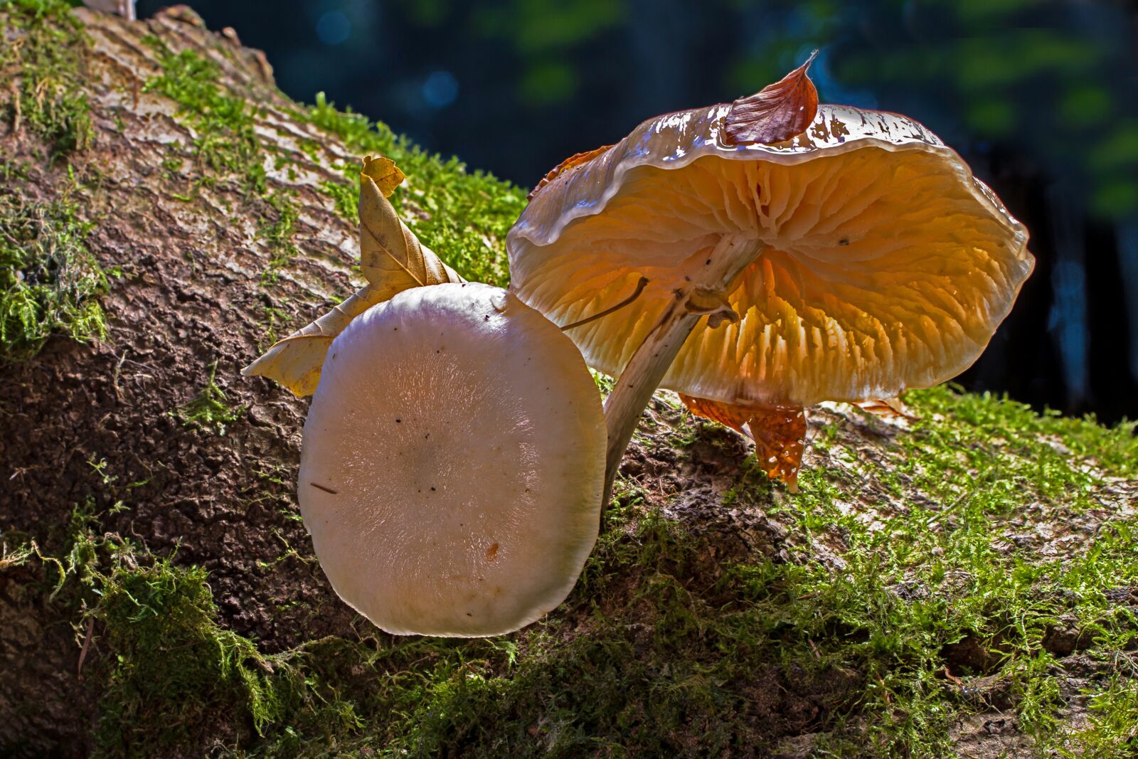 Canon EOS 7D sample photo. Book mucus oyster mushroom photography