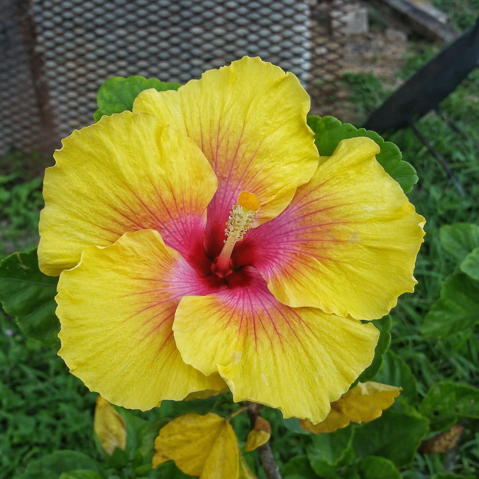 Samsung Galaxy Note4 sample photo. Flower, nature, hibiscus photography