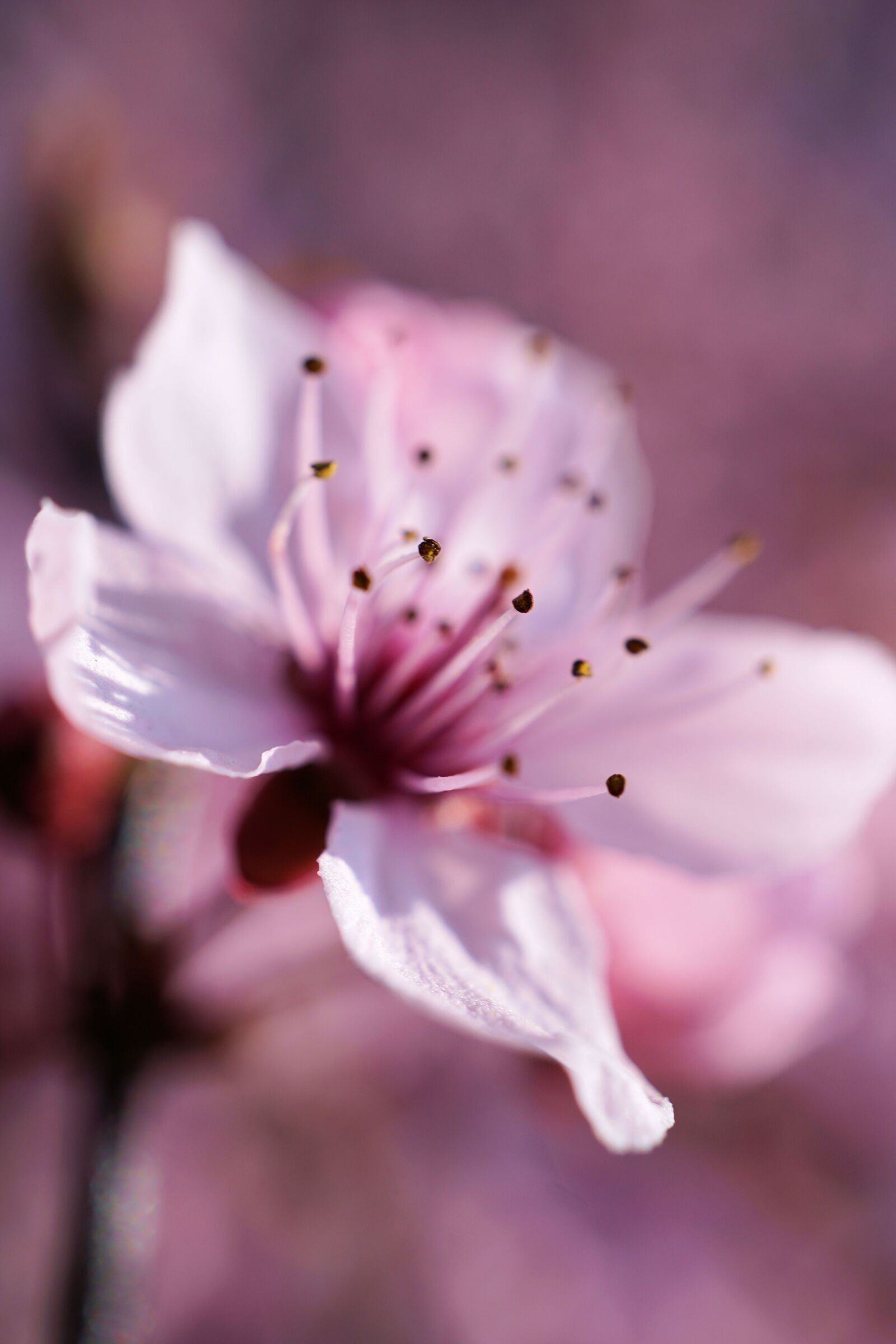 Sony E 30mm F3.5 Macro sample photo. Cherry, blossom, bloom photography