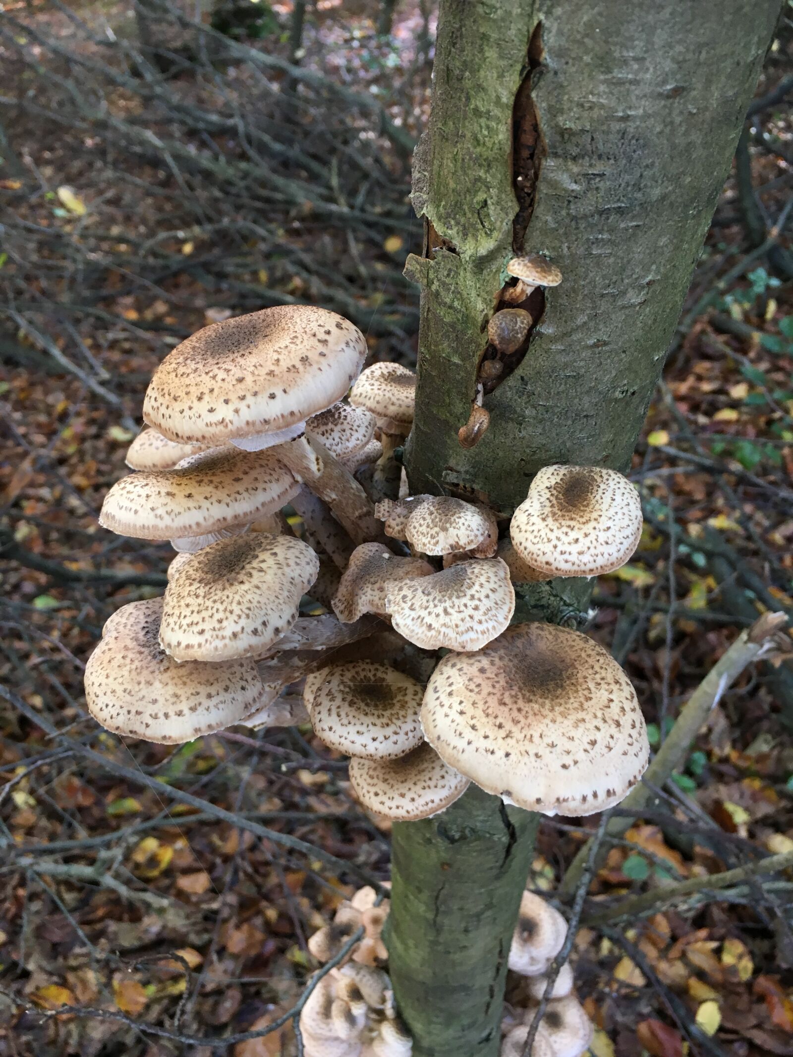 Apple iPhone 6s sample photo. Mushroom, nature, autumn photography