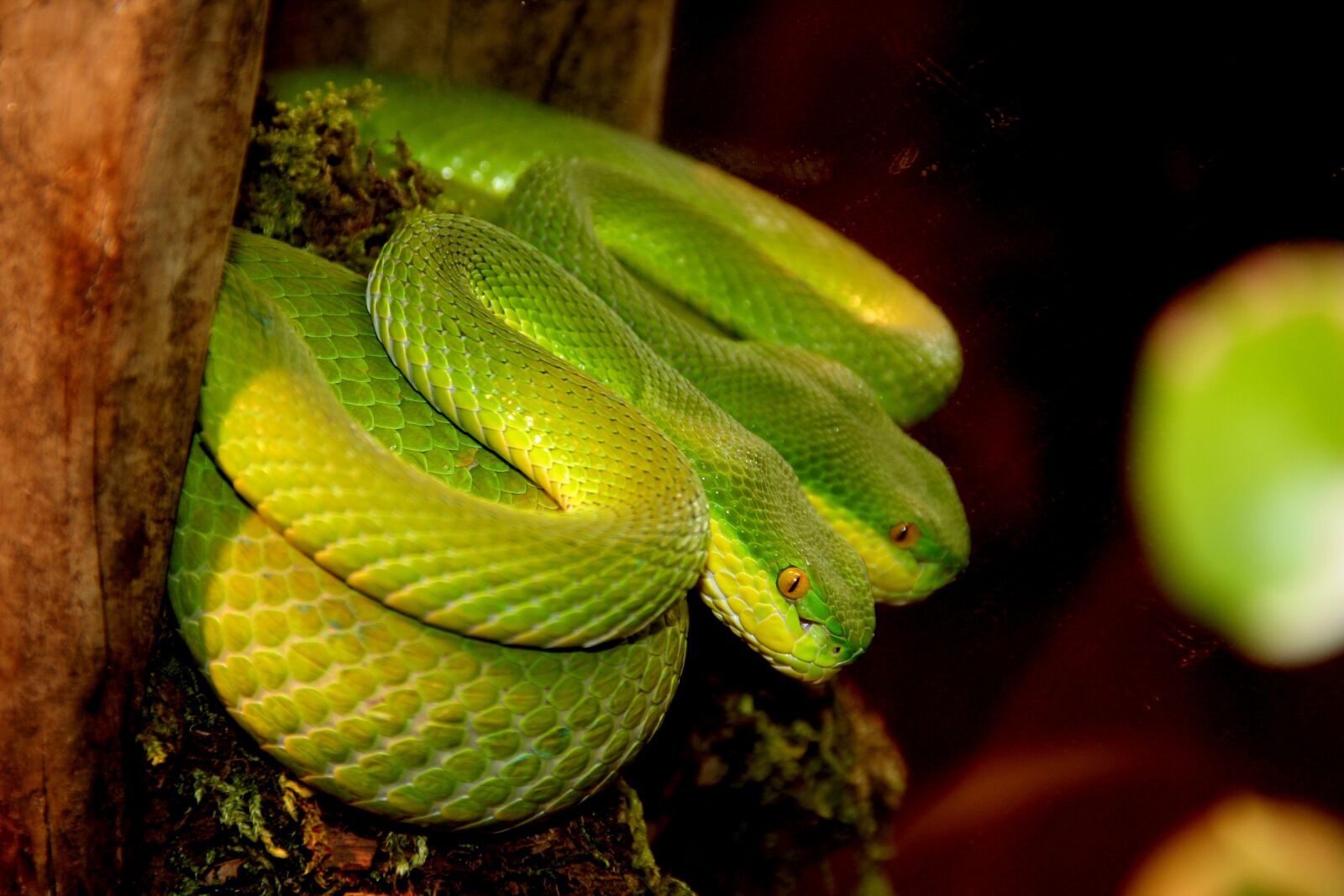 Canon EOS 350D (EOS Digital Rebel XT / EOS Kiss Digital N) sample photo. Snake, mirror image, reptile photography