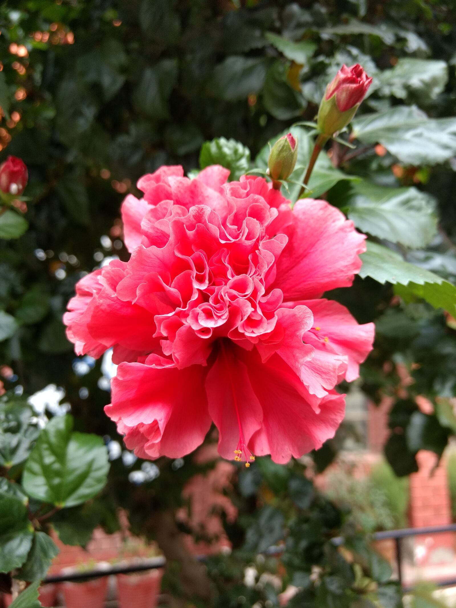 Motorola Moto G (4) sample photo