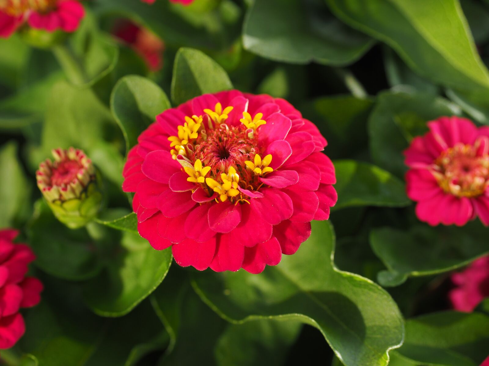 Red Zinnia Flower