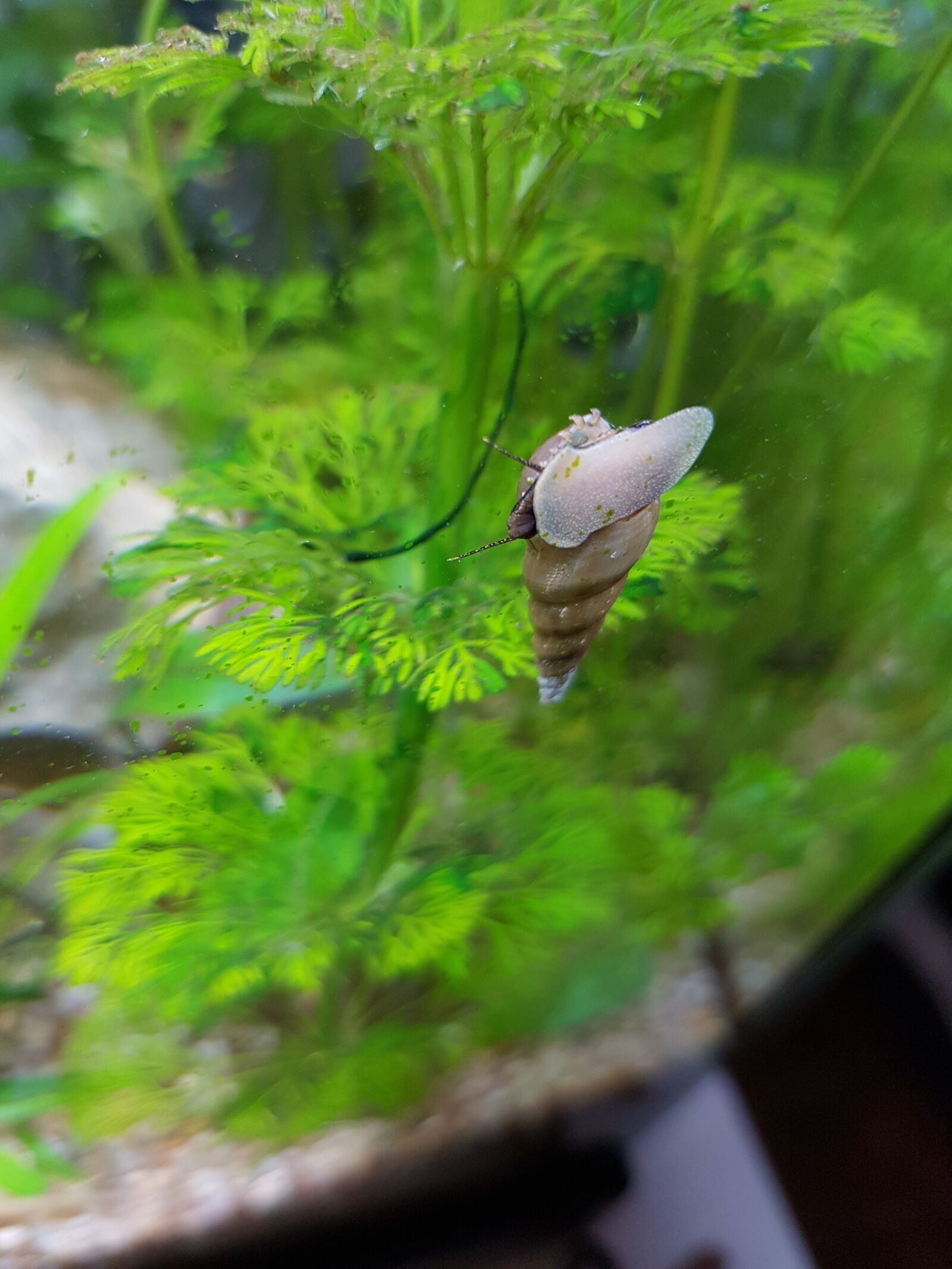 Samsung Galaxy S7 Edge sample photo. Melanoides, sessiflora, aquarium photography
