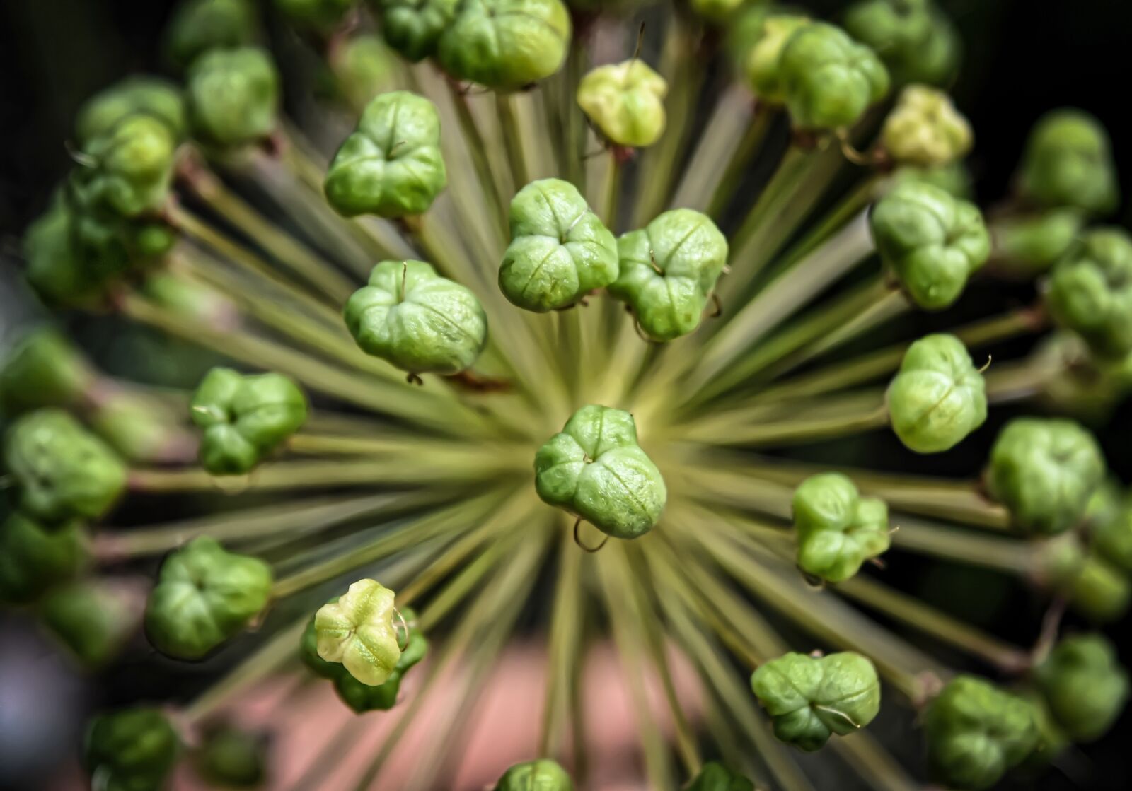 Nikon D7200 sample photo. Ornamental onion, allium, flower photography