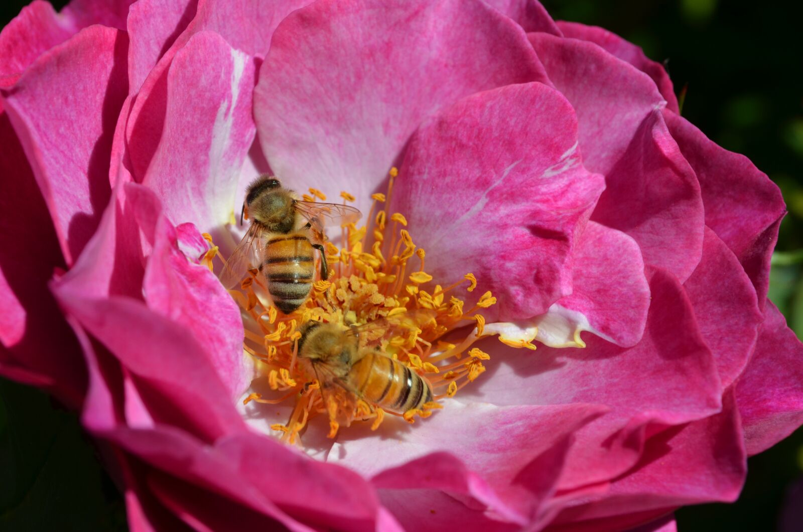 Nikon D5100 sample photo. Flower, nature, flora photography
