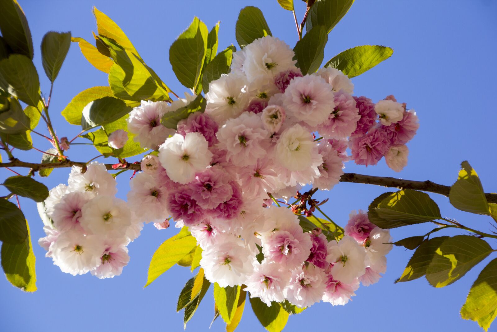 Canon EOS 60D sample photo. Blossom, bloom, tree photography
