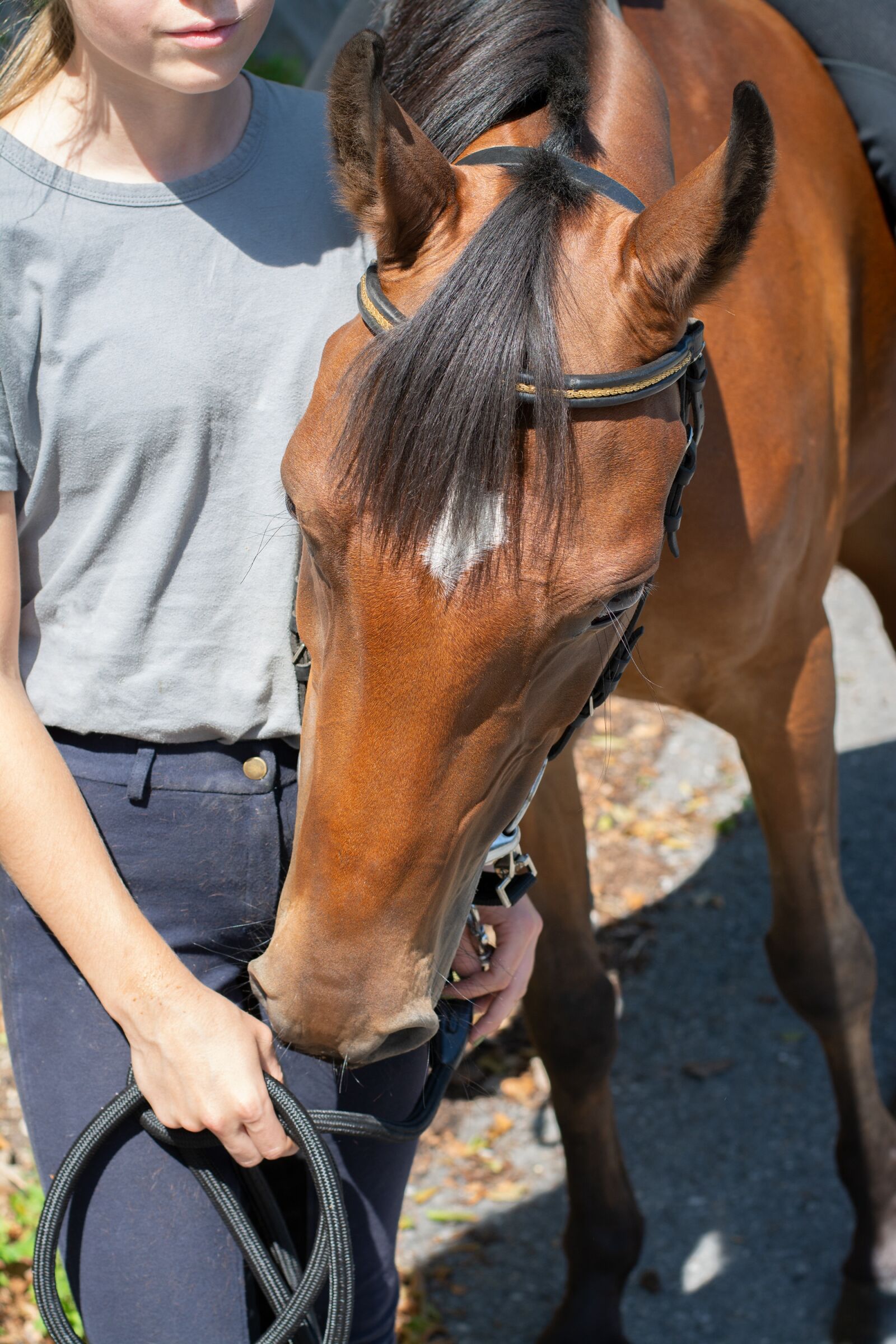 Nikon D7100 sample photo. Horse, brown, pony photography