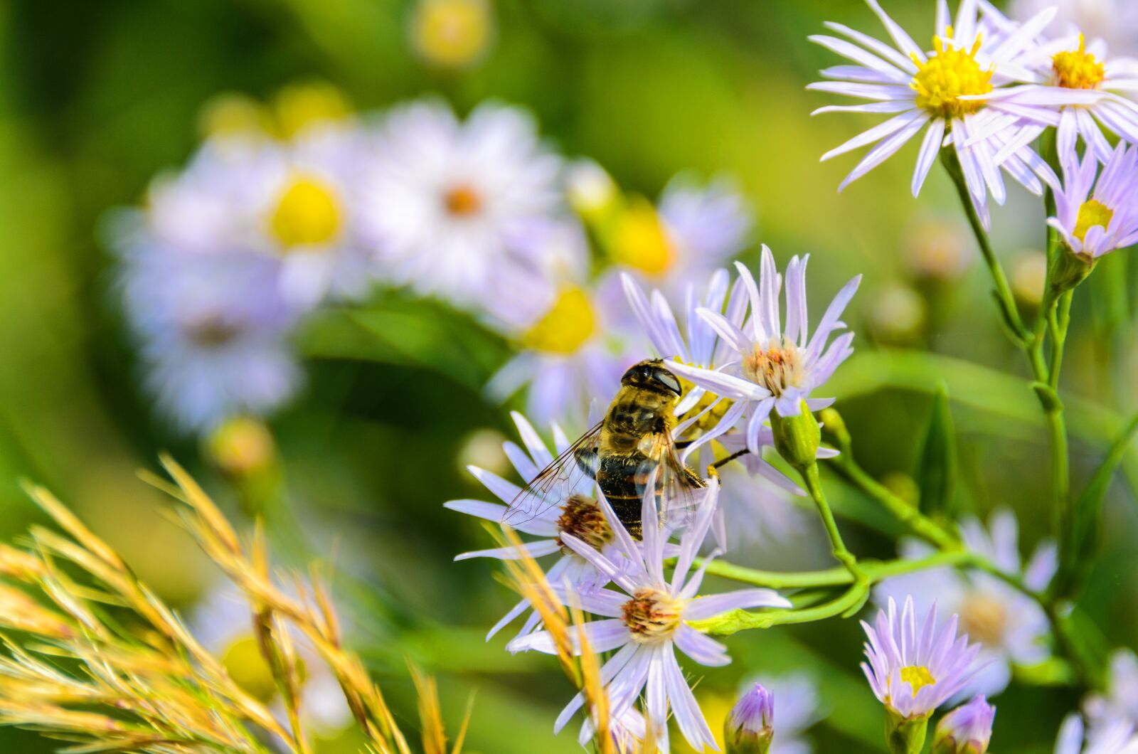 Nikon D7000 sample photo. Aster, dumosum, flower photography