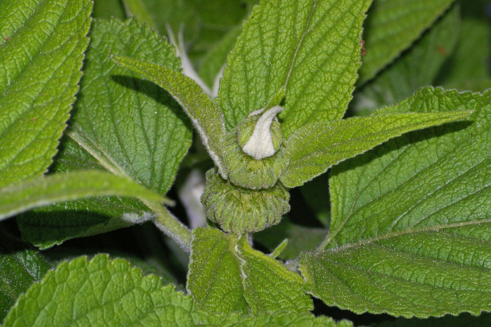 Pentax *ist DL2 sample photo. Fire herb, flower, lamiaceae photography