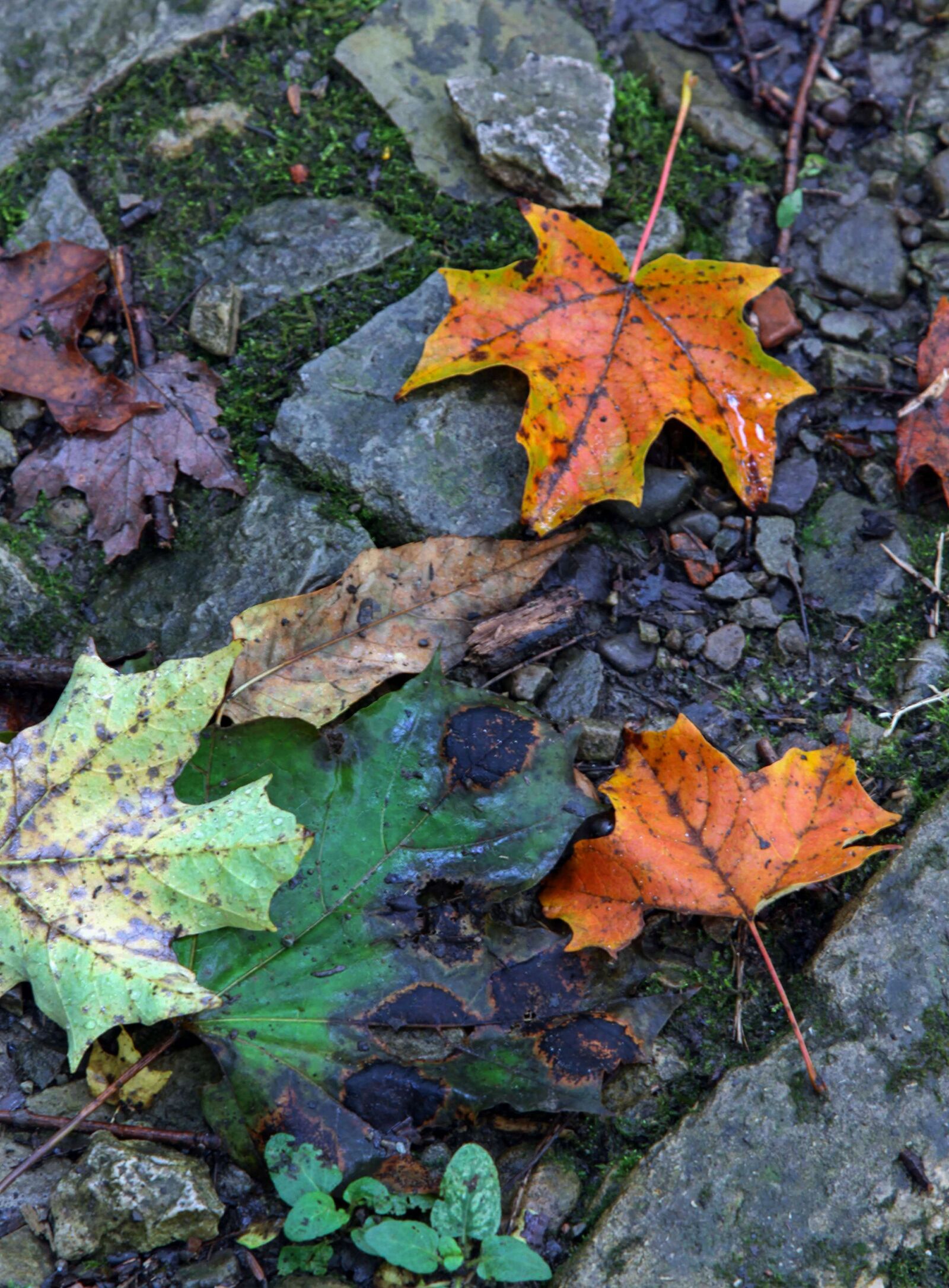 Canon EOS 50D sample photo. Autumn leaves, fall leaves photography