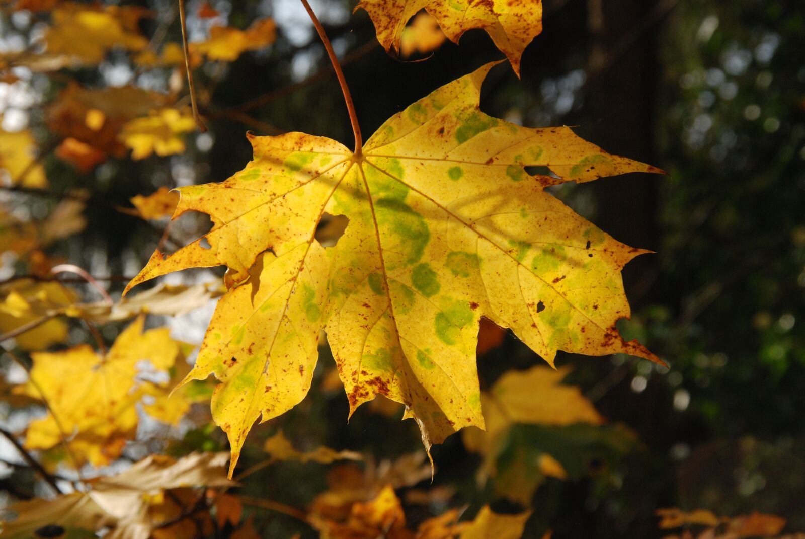Nikon D80 sample photo. Sheet, autumn, grain photography