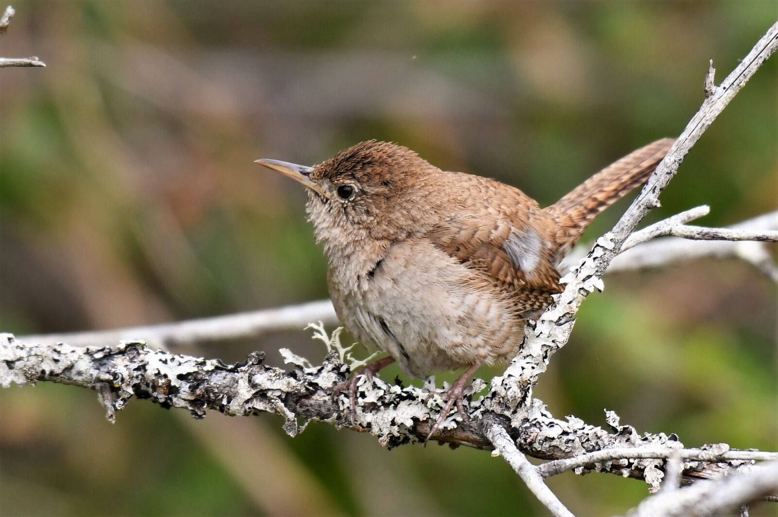 Nikon D500 sample photo. Troglodytes aedon, house wren photography