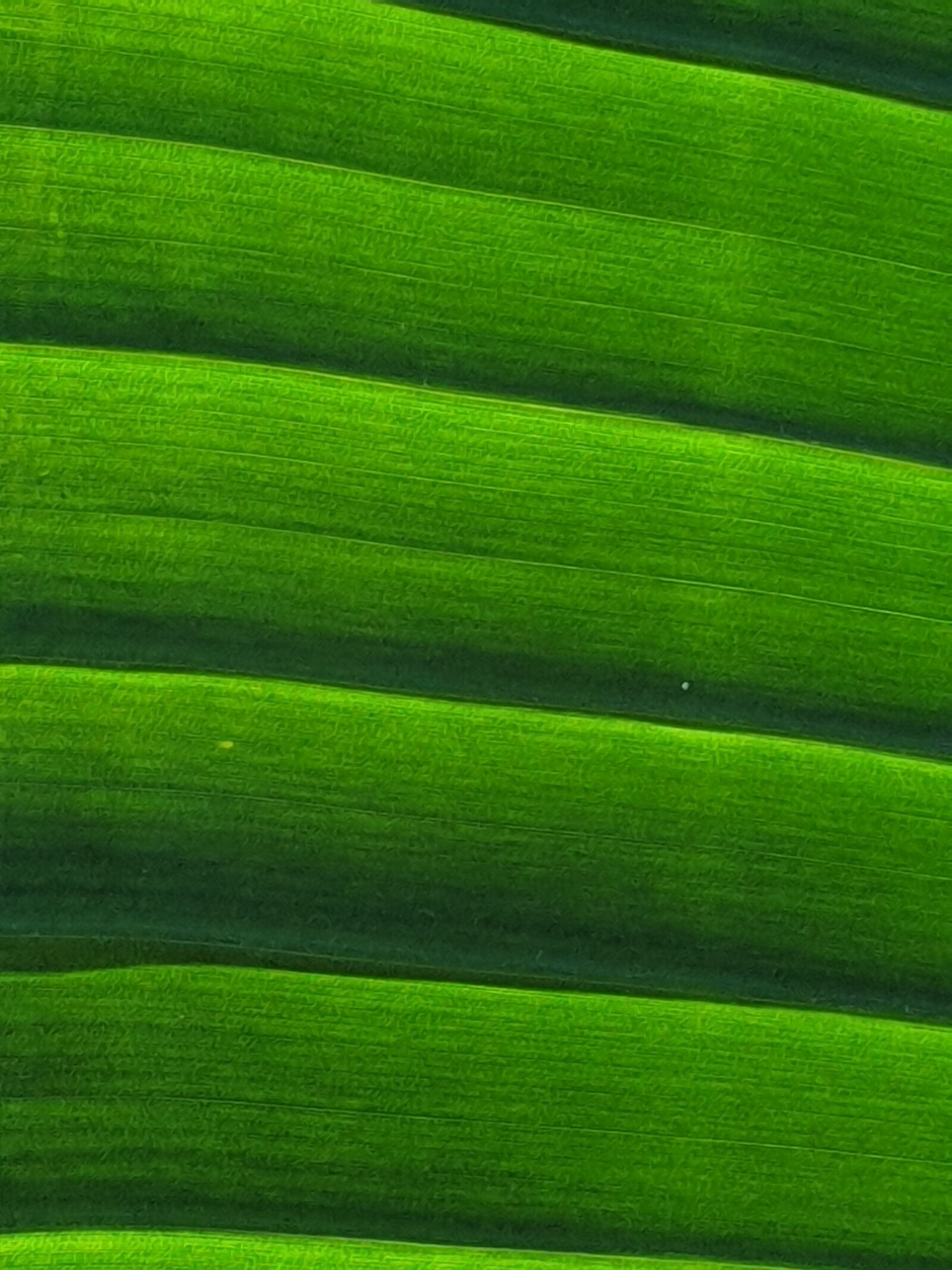 Samsung Galaxy S9 sample photo. Palm, green, fronds photography