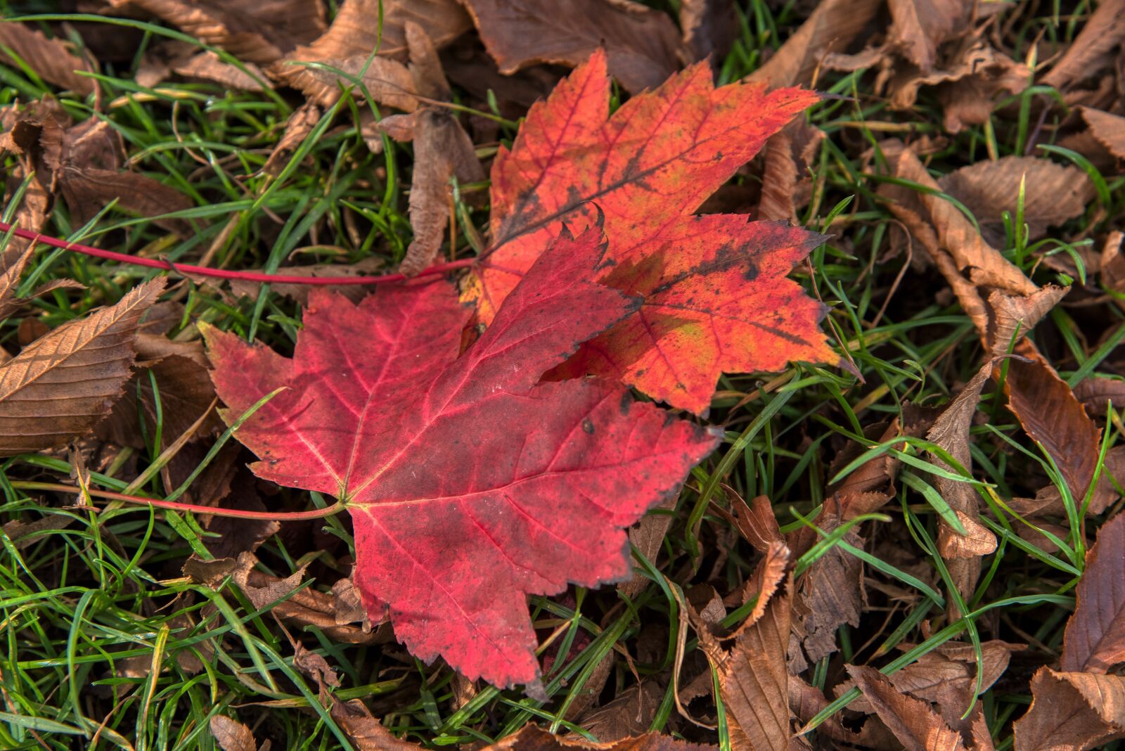 Nikon D750 sample photo. Autumn, leaves, favor photography