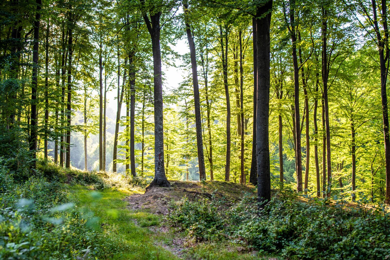 Nikon D7100 sample photo. Forest, tree, nature photography