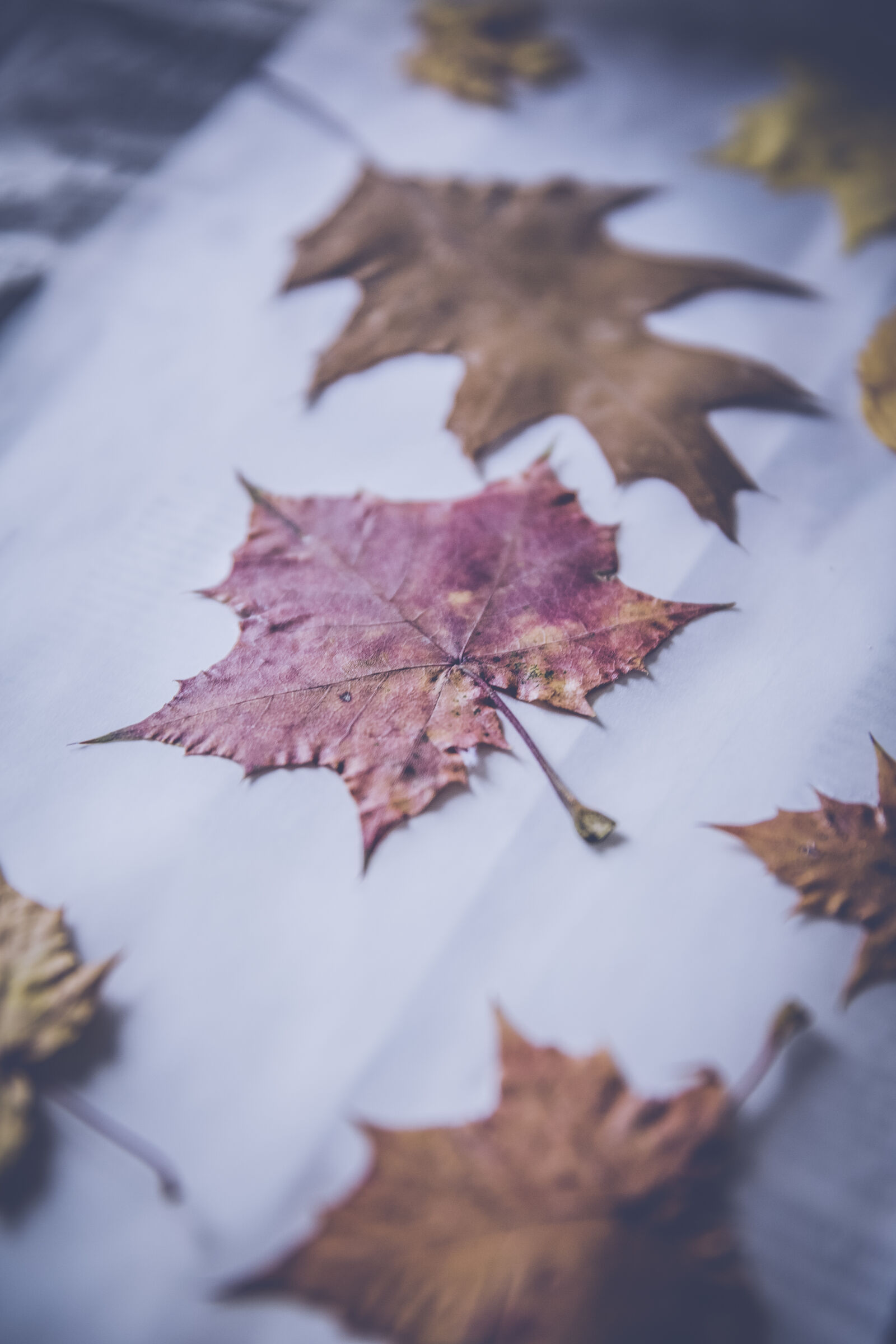 Canon EF 24-70mm F2.8L II USM sample photo. Leaves, maple, leaves, dried photography
