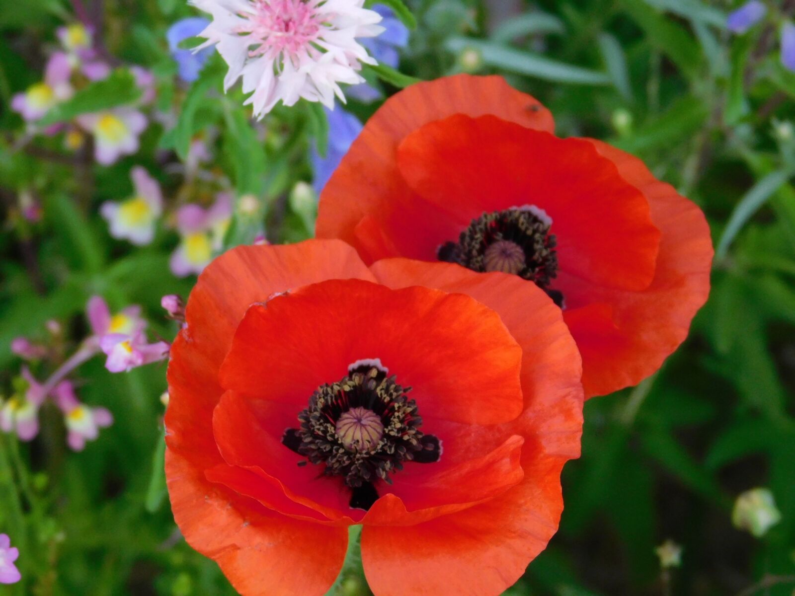 Nikon Coolpix L840 sample photo. Poppies, flowers, wildflowers photography