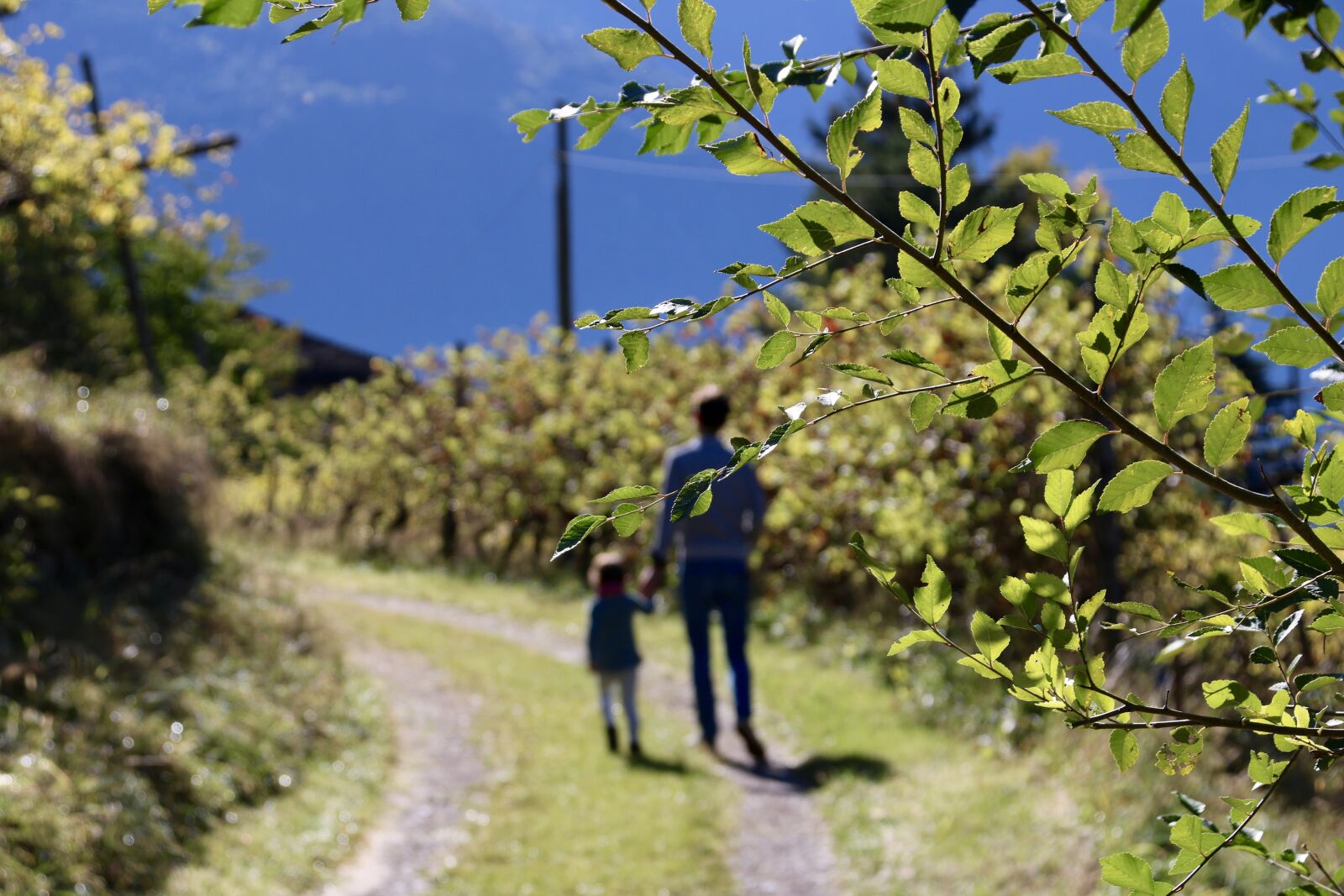 Canon EOS 750D (EOS Rebel T6i / EOS Kiss X8i) + Canon TS-E 90mm F2.8 Tilt-Shift sample photo. Autumn, walk, south tyrol photography