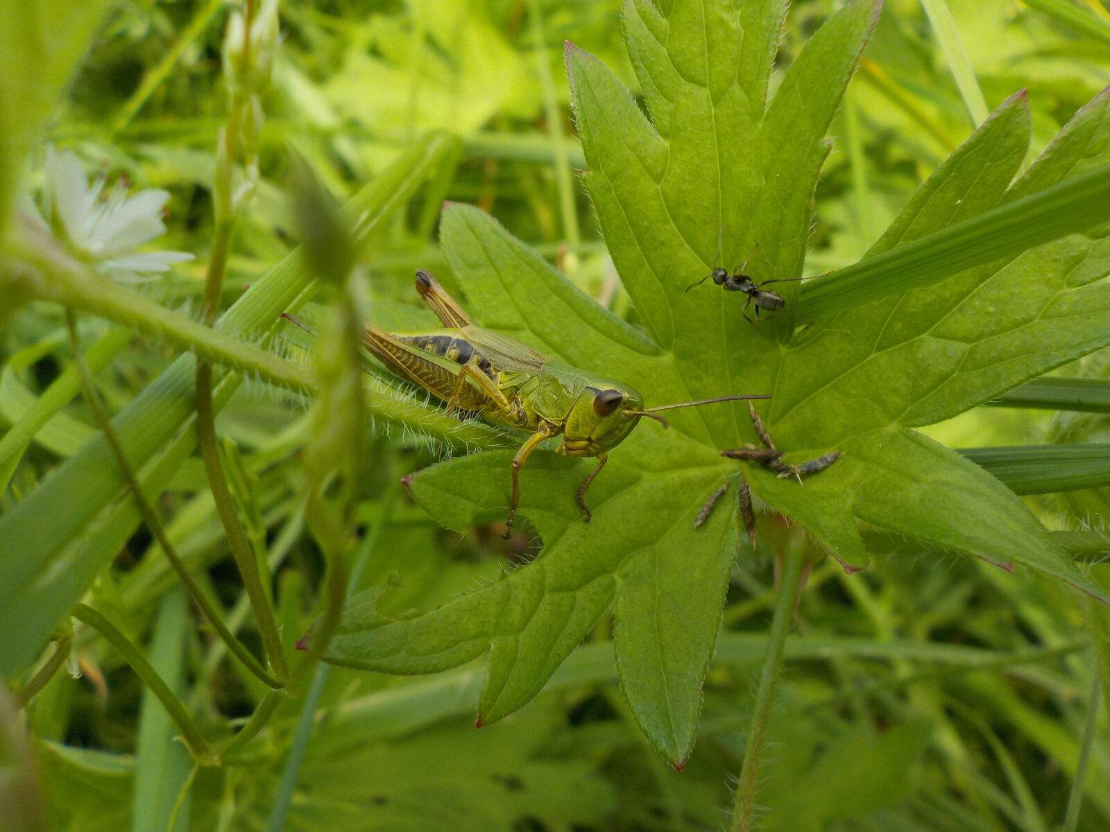 Nikon Coolpix W100 sample photo. Ant, grass, grasshopper, green photography