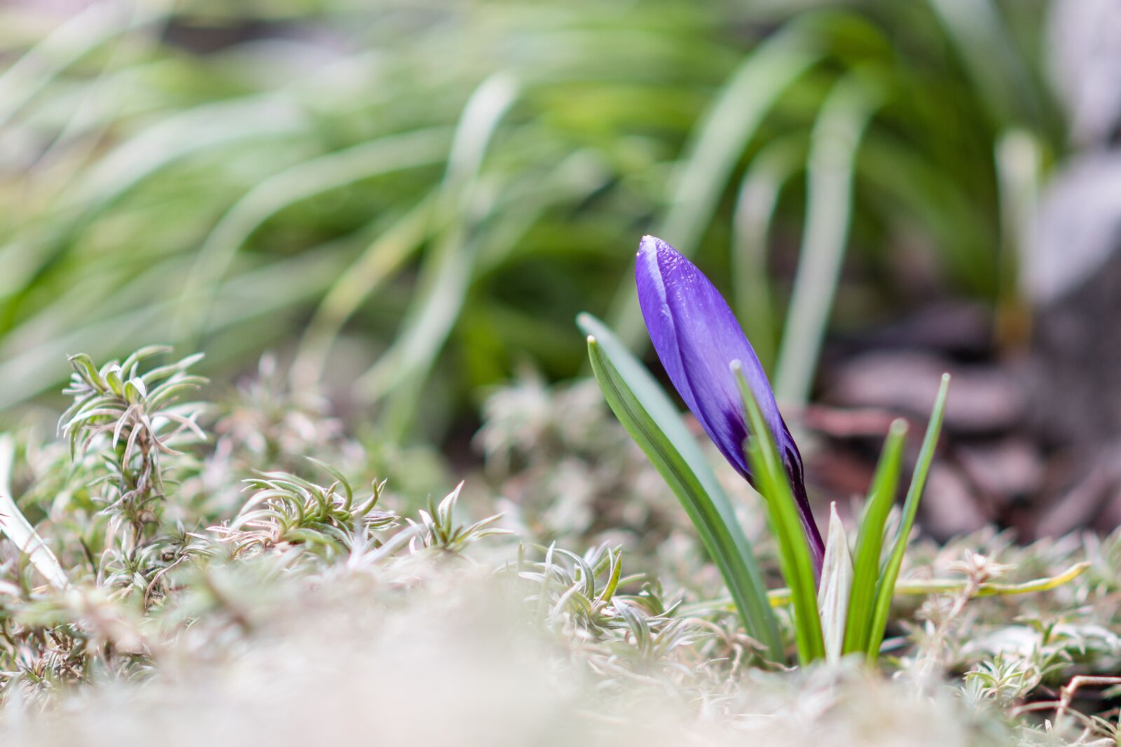 Nikon D7500 sample photo. Crocus, blue, flower photography