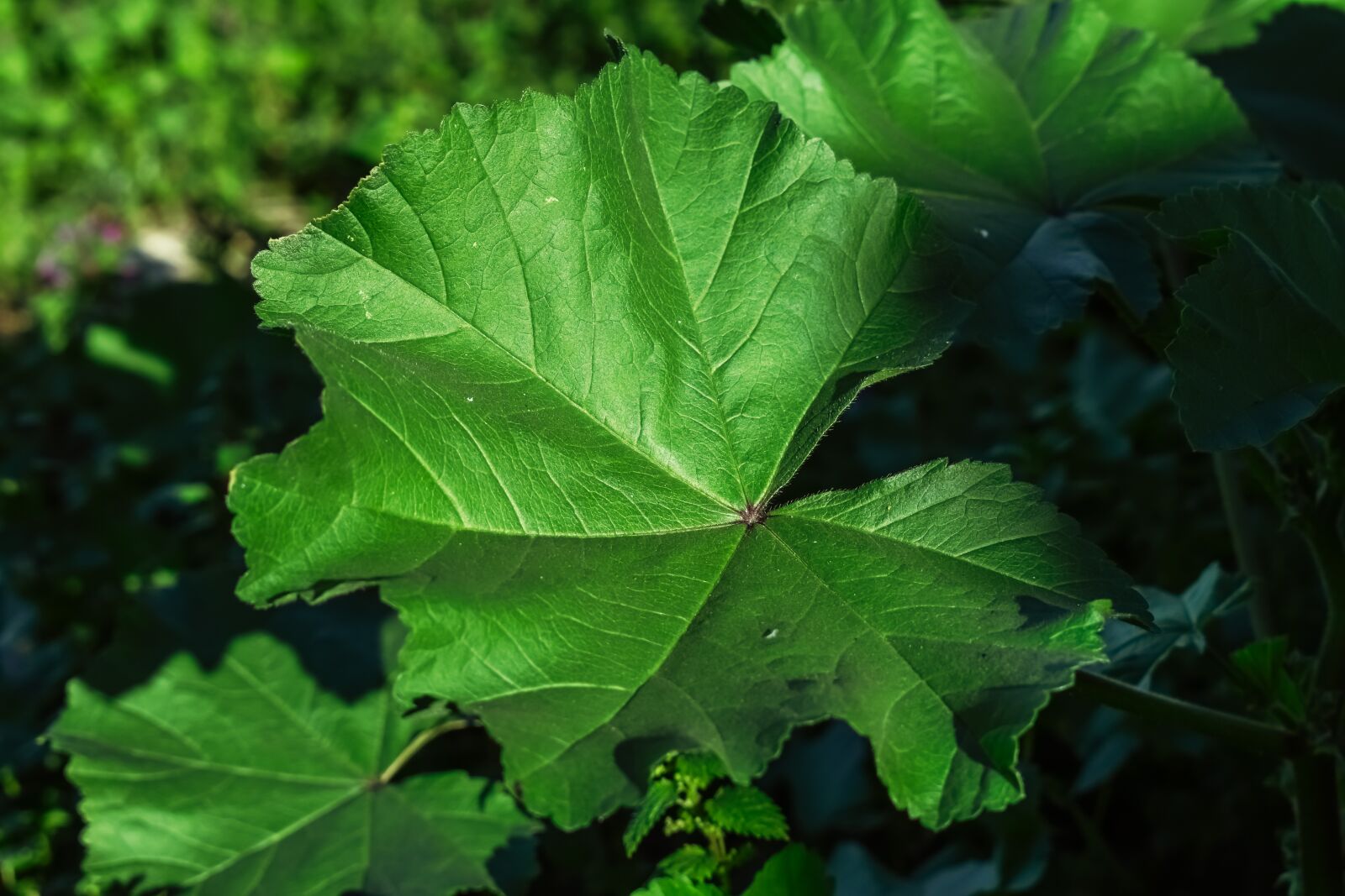 Nikon D3300 sample photo. Marsh mallow, mallow, leaf photography