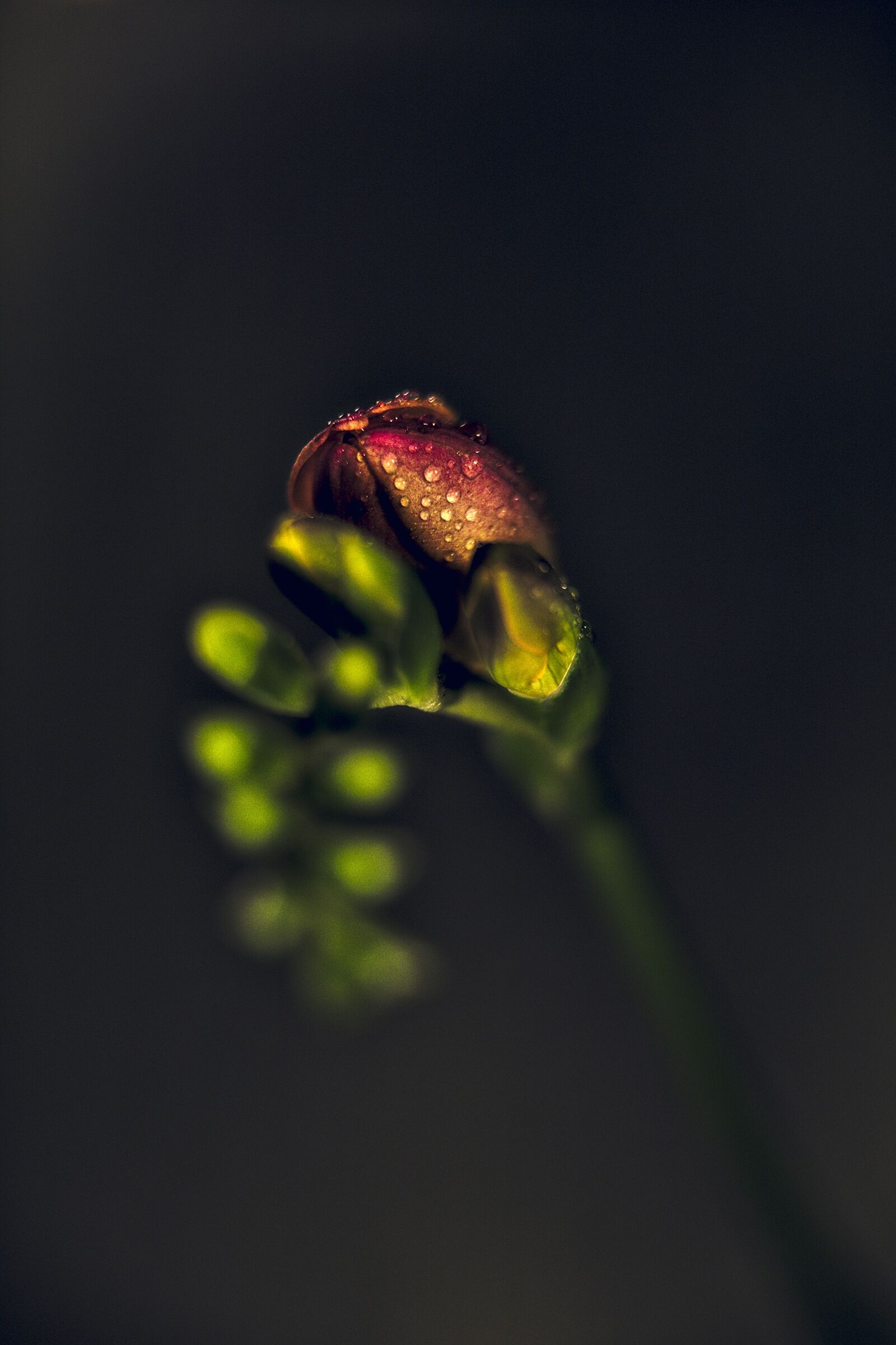 Canon EOS 6D Mark II sample photo. Drip, dew, water photography
