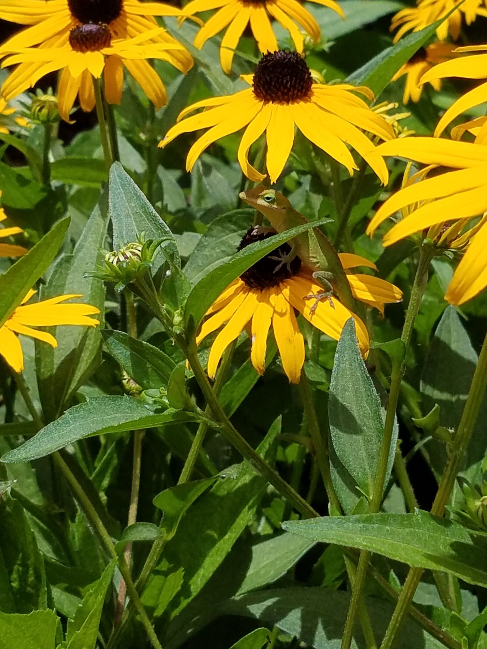 Samsung Galaxy S7 sample photo. Black eyed susan, daisy photography