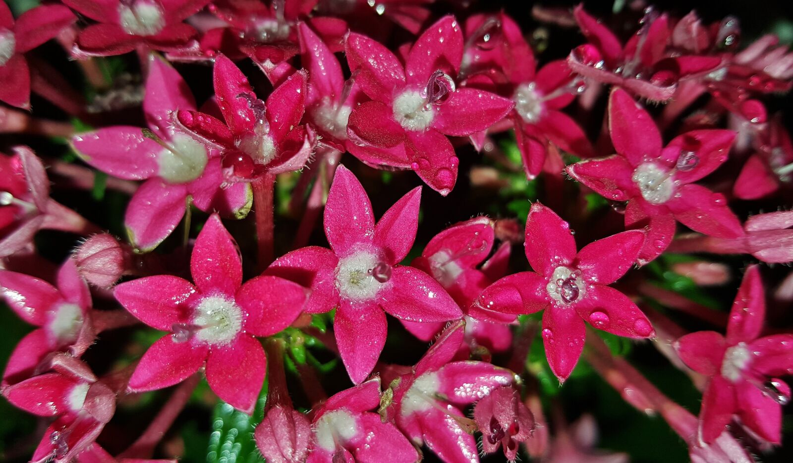 Samsung Galaxy Note5 sample photo. Flowers, pentas, egyptian starcluster photography