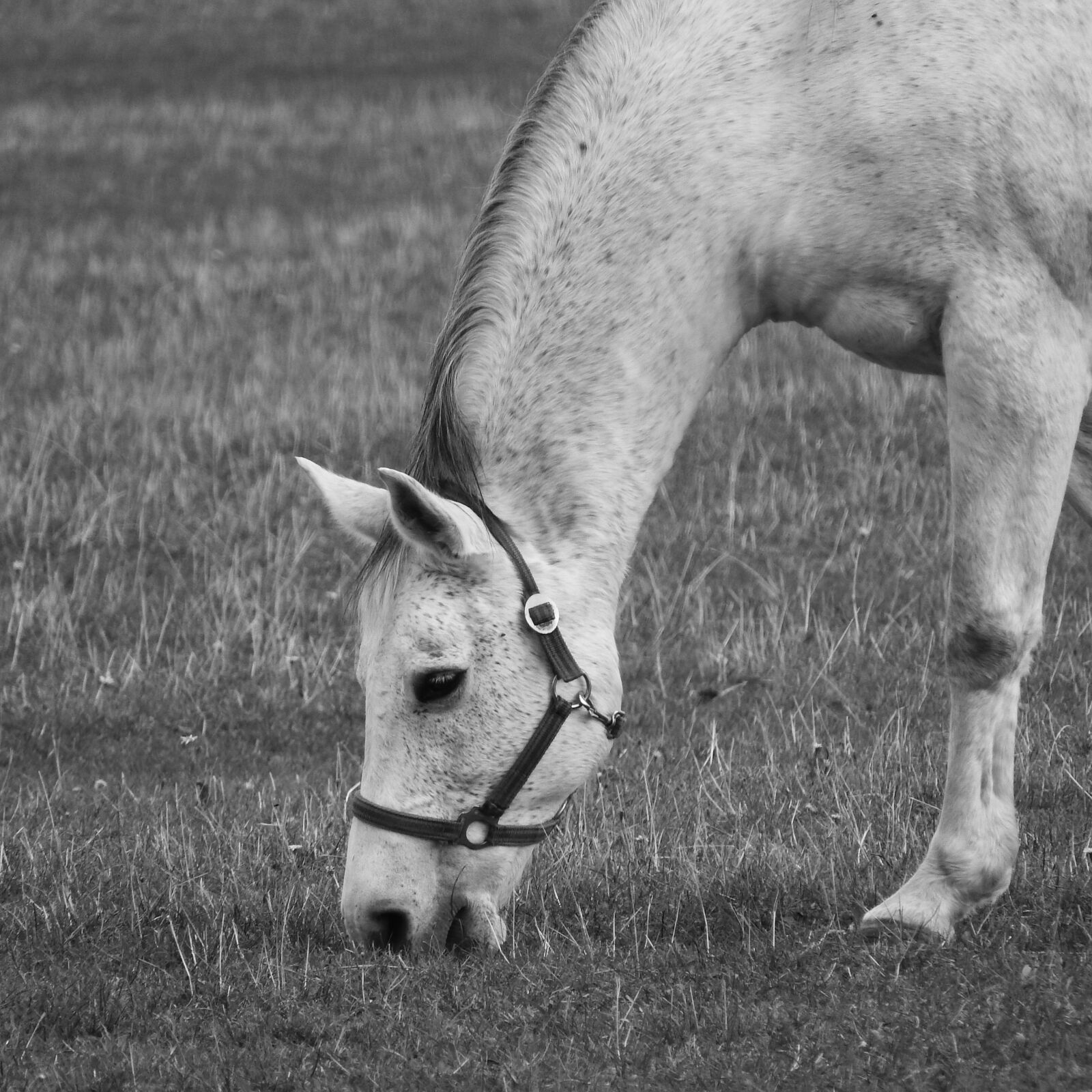 Nikon Coolpix P610 sample photo. Grazing horse, the white photography