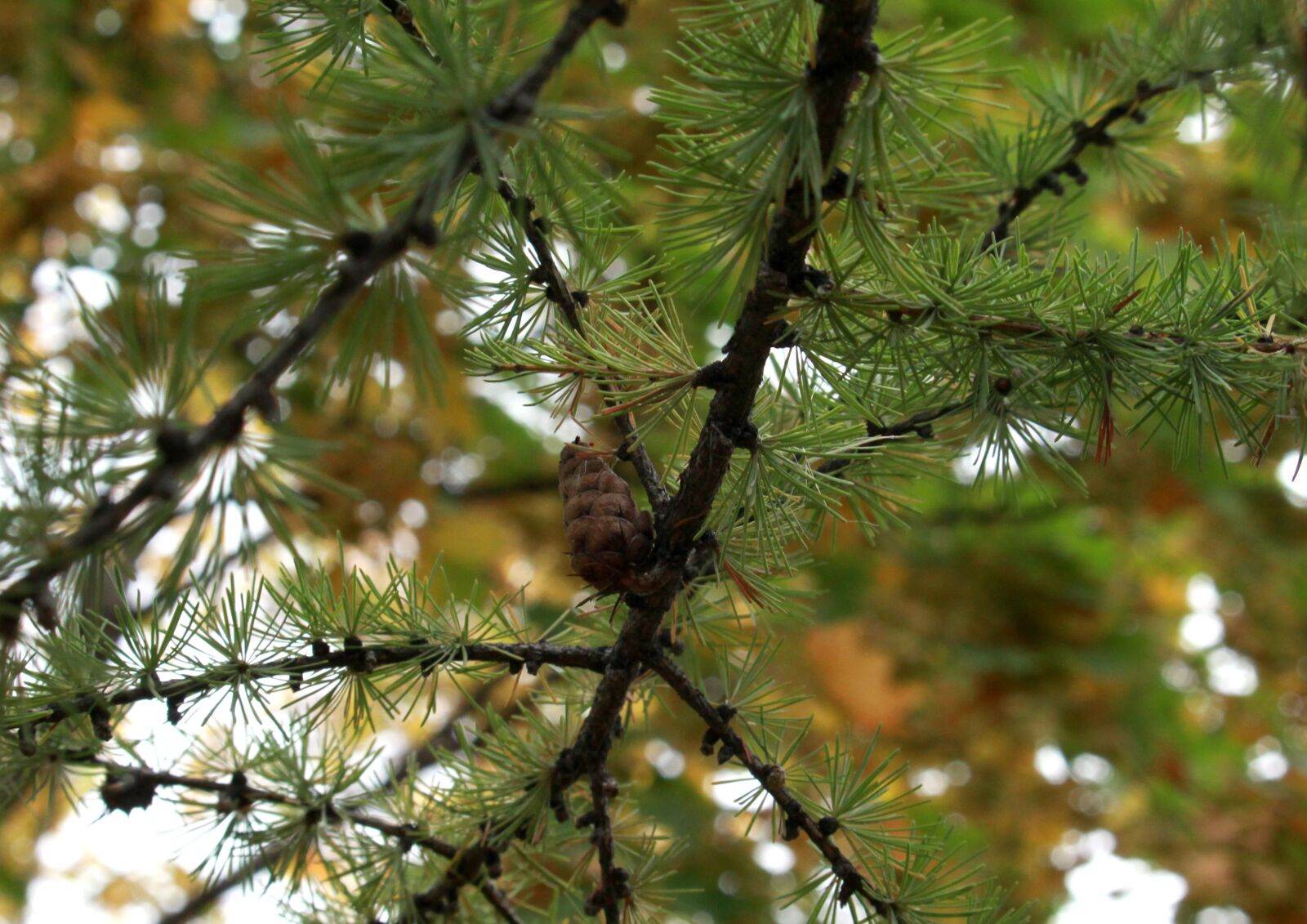 Canon EOS 1200D (EOS Rebel T5 / EOS Kiss X70 / EOS Hi) sample photo. Pine cone, branch, needles photography