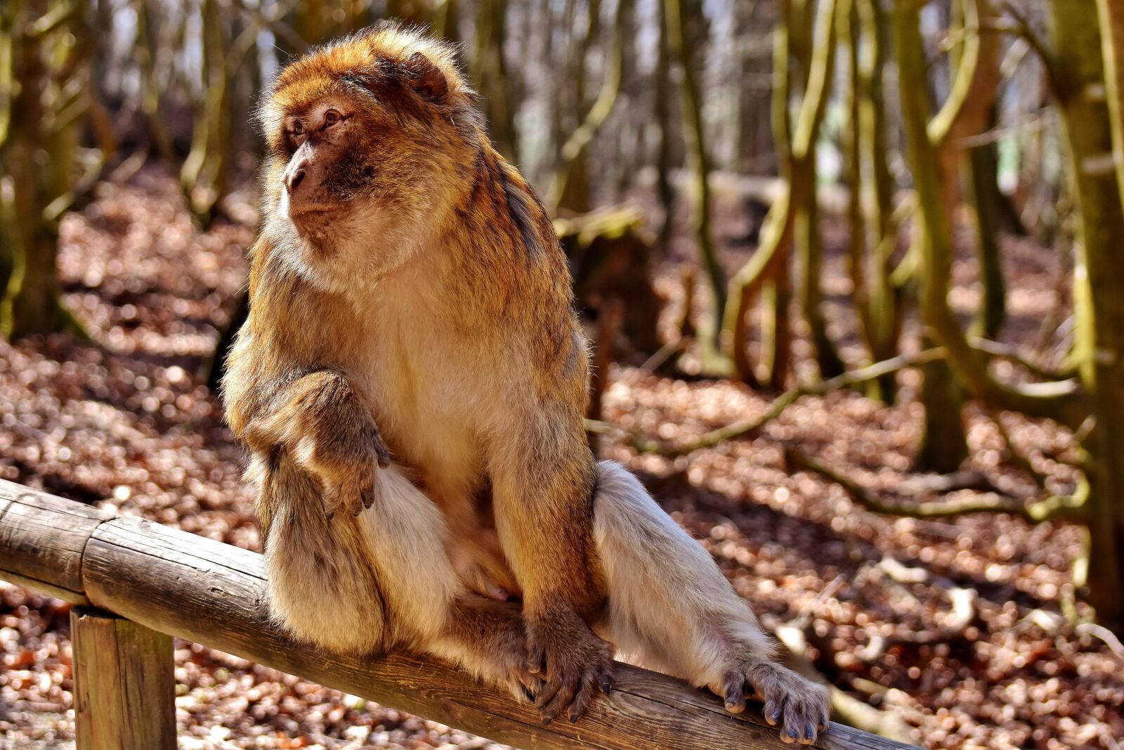 Nikon D7200 sample photo. Barbary ape, cute, endangered photography