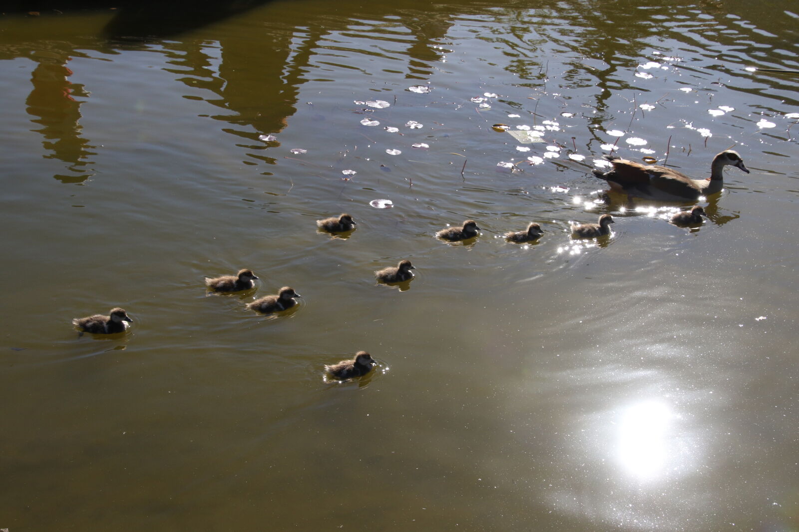 Canon EOS 7D Mark II sample photo. Ducklings, ducks, ducks, in photography