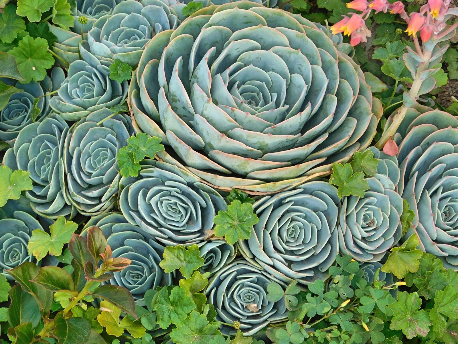 Nikon Coolpix L840 sample photo. Garden, plant, leaf photography