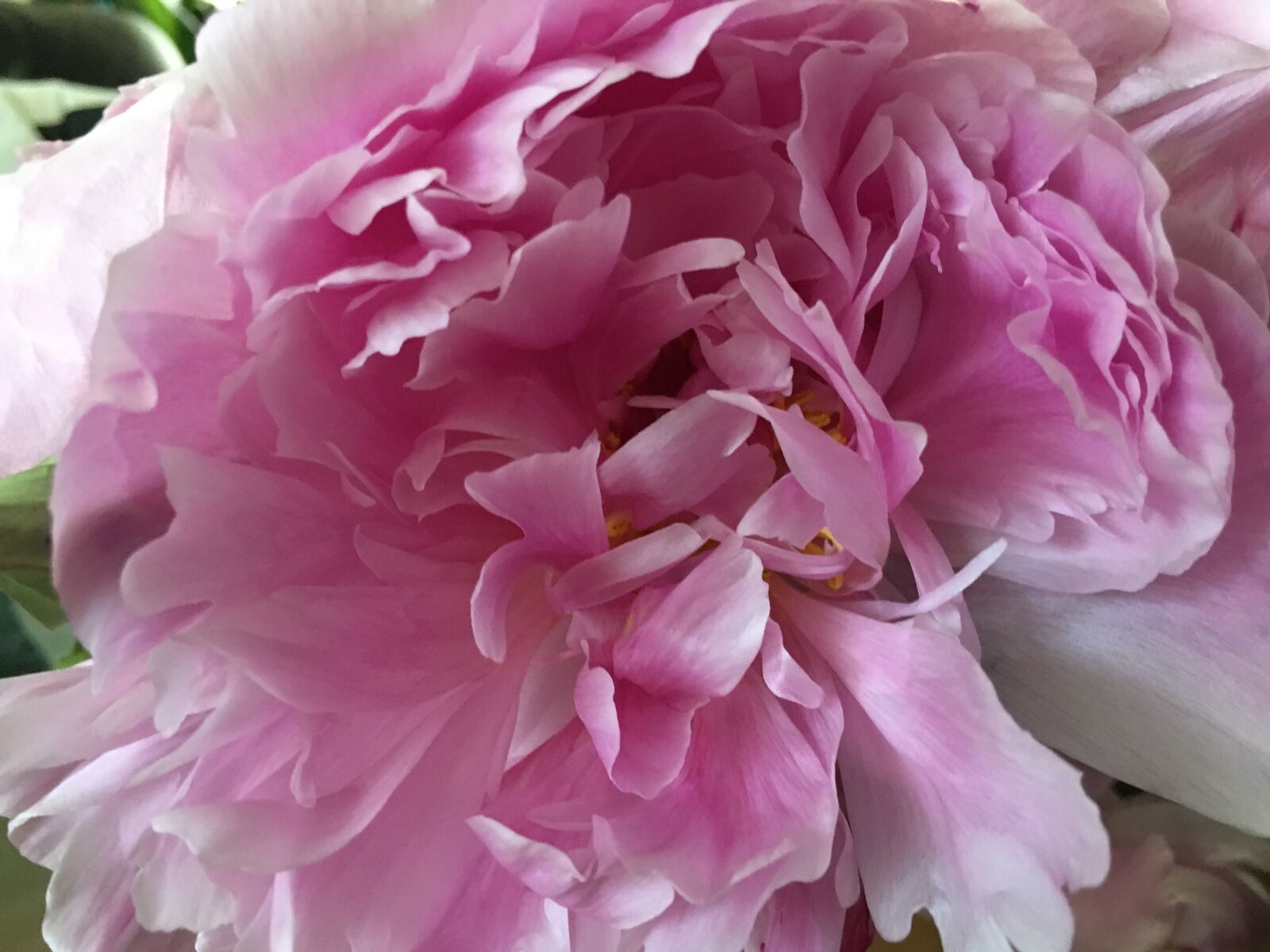 Apple iPhone 6s sample photo. Flower, pink flower, nature photography