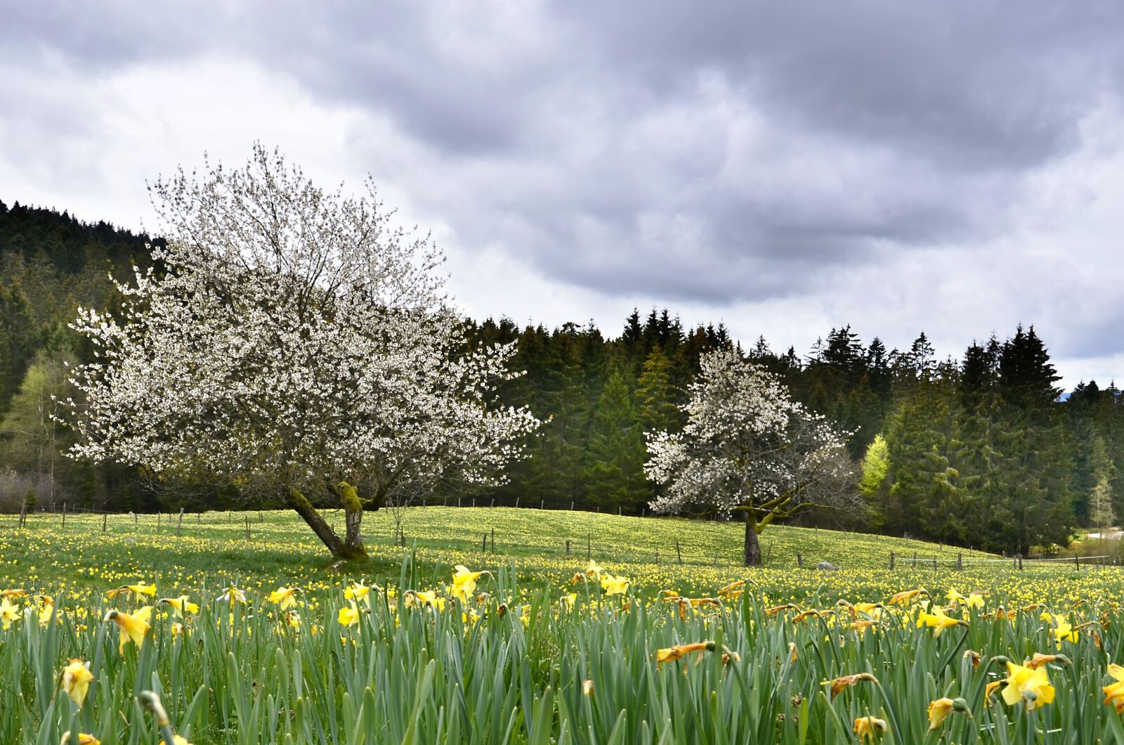 Nikon D5100 sample photo. Daffodils, cherry tree, tree photography