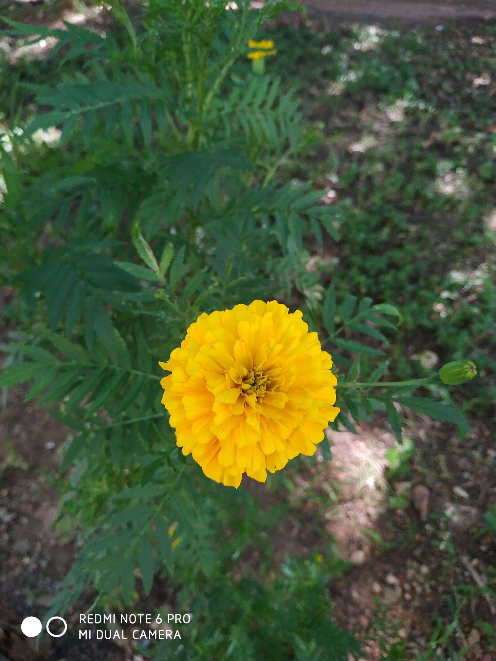 Xiaomi Redmi Note 6 Pro sample photo. Spring, flowers, field photography