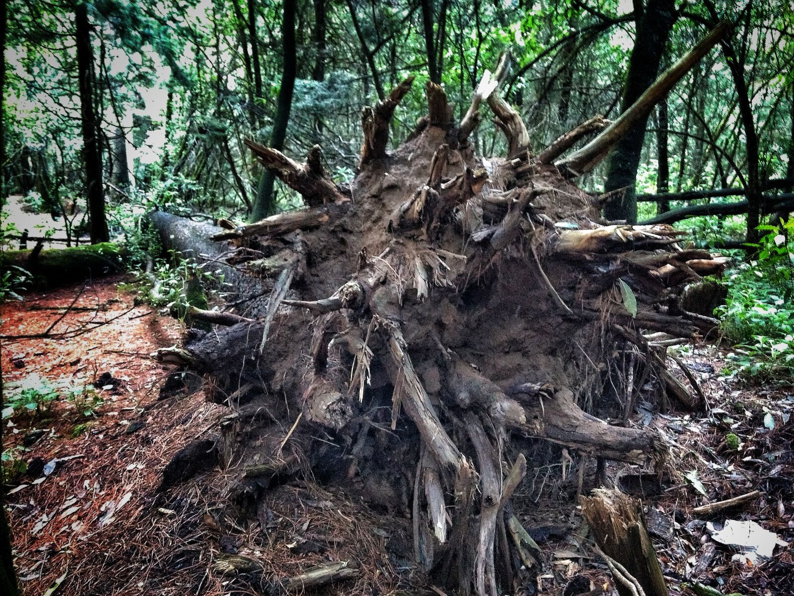 Motorola Moto G (4) sample photo. Marlonphotographer, tree photography